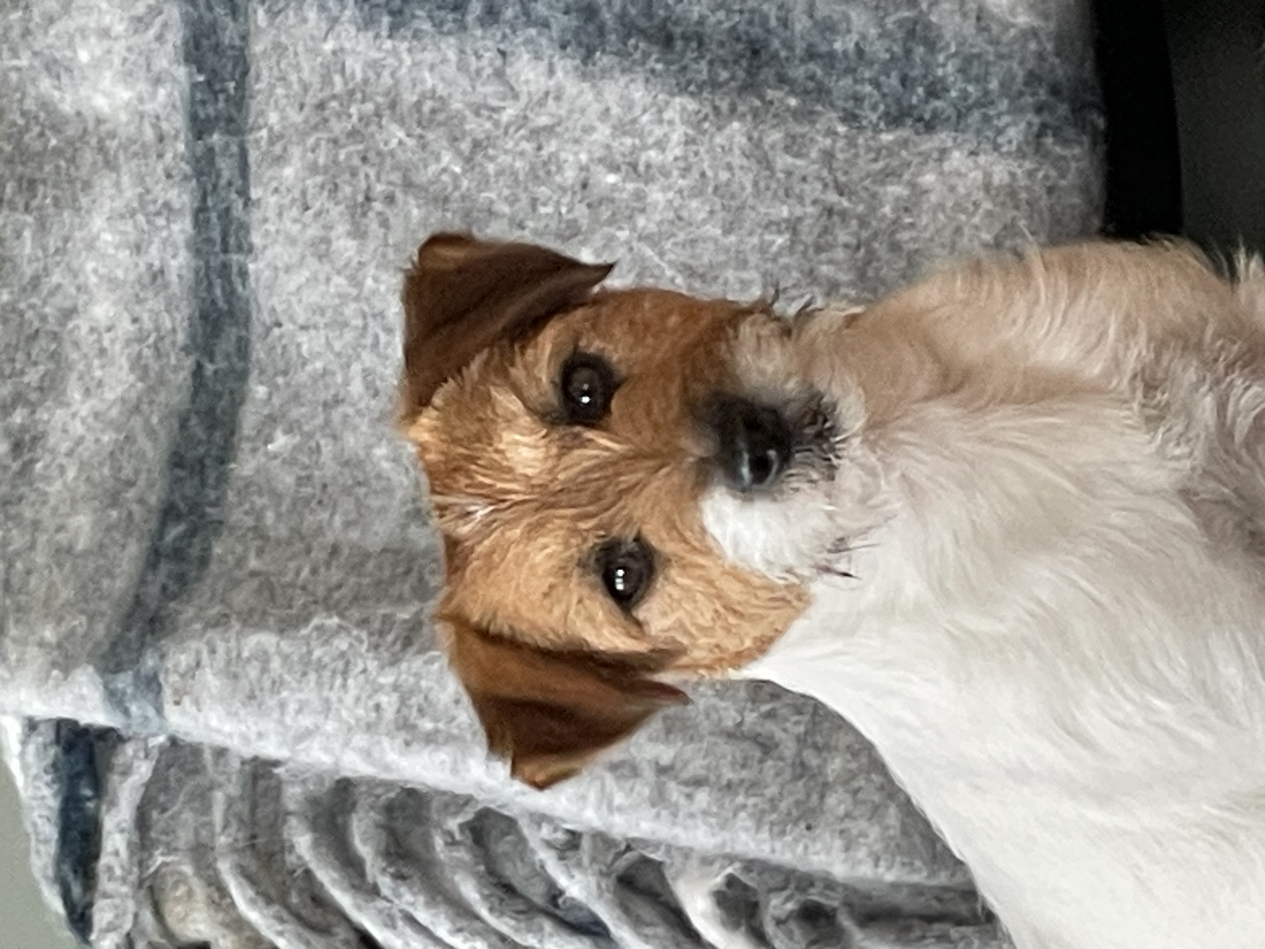 Almond Shape Jack Candy Crush Almond Shape Jack Candy Crush