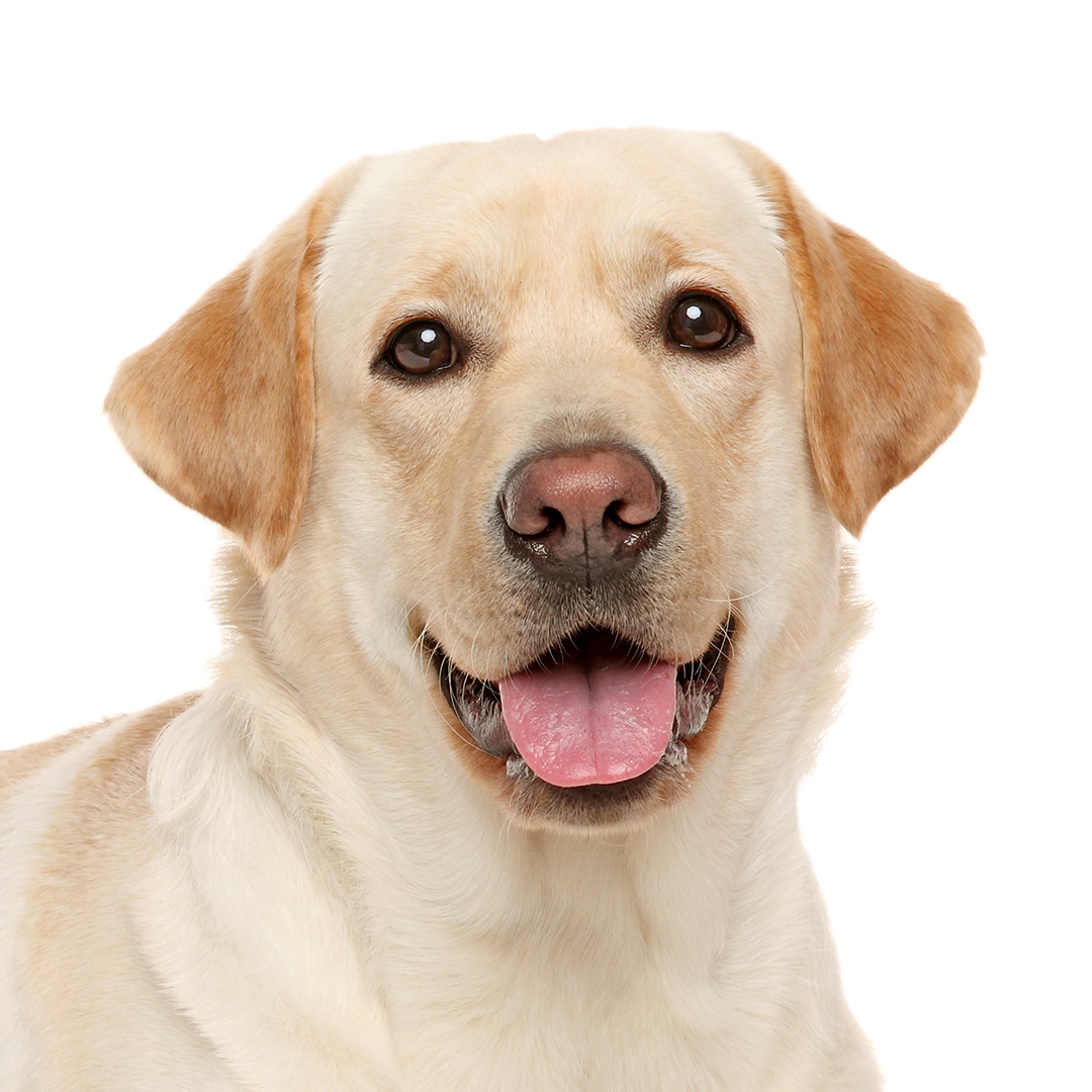 Labrador retriever Labrador retriever
