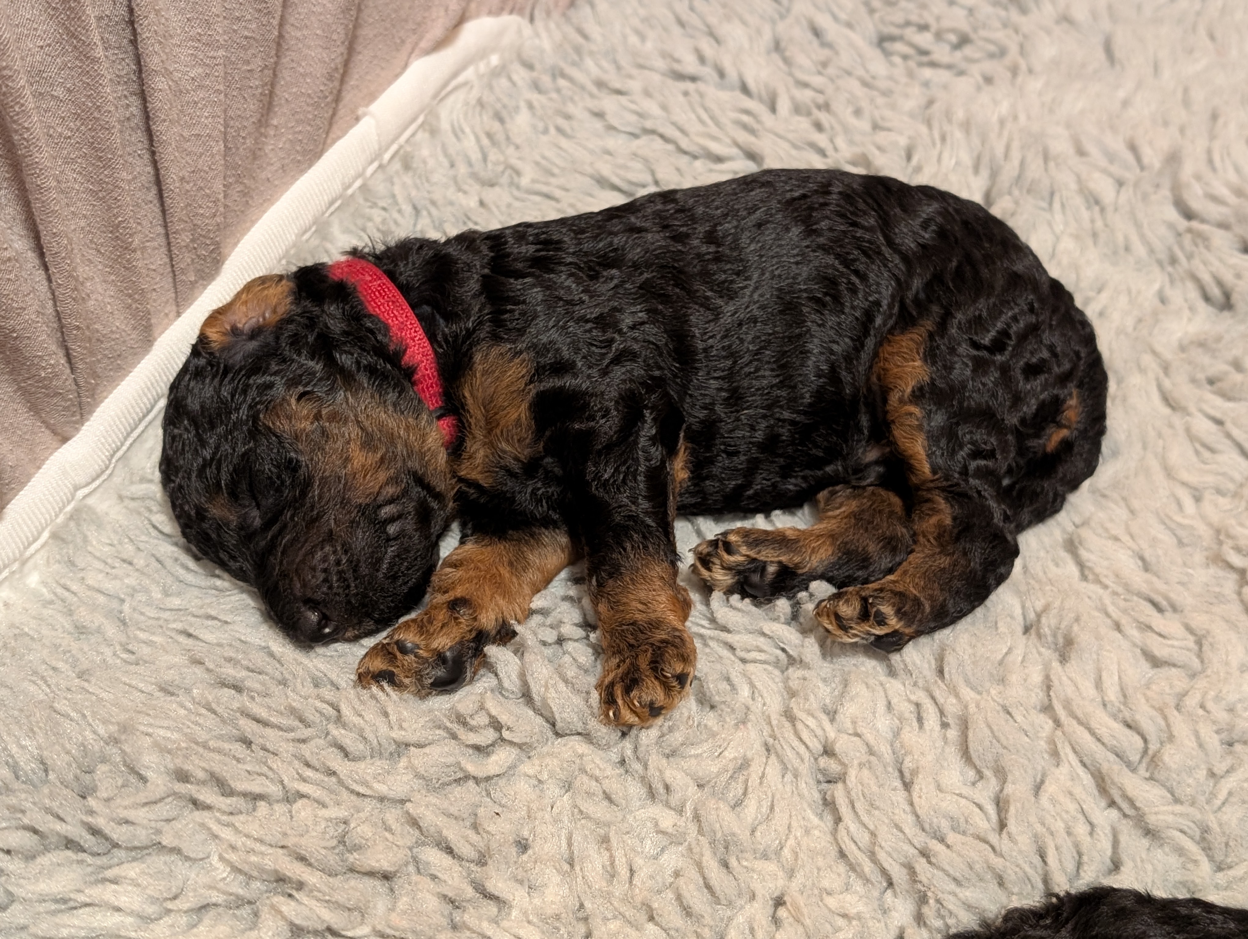 BjørnePias Ingimundur BjørnePias Ingimundur