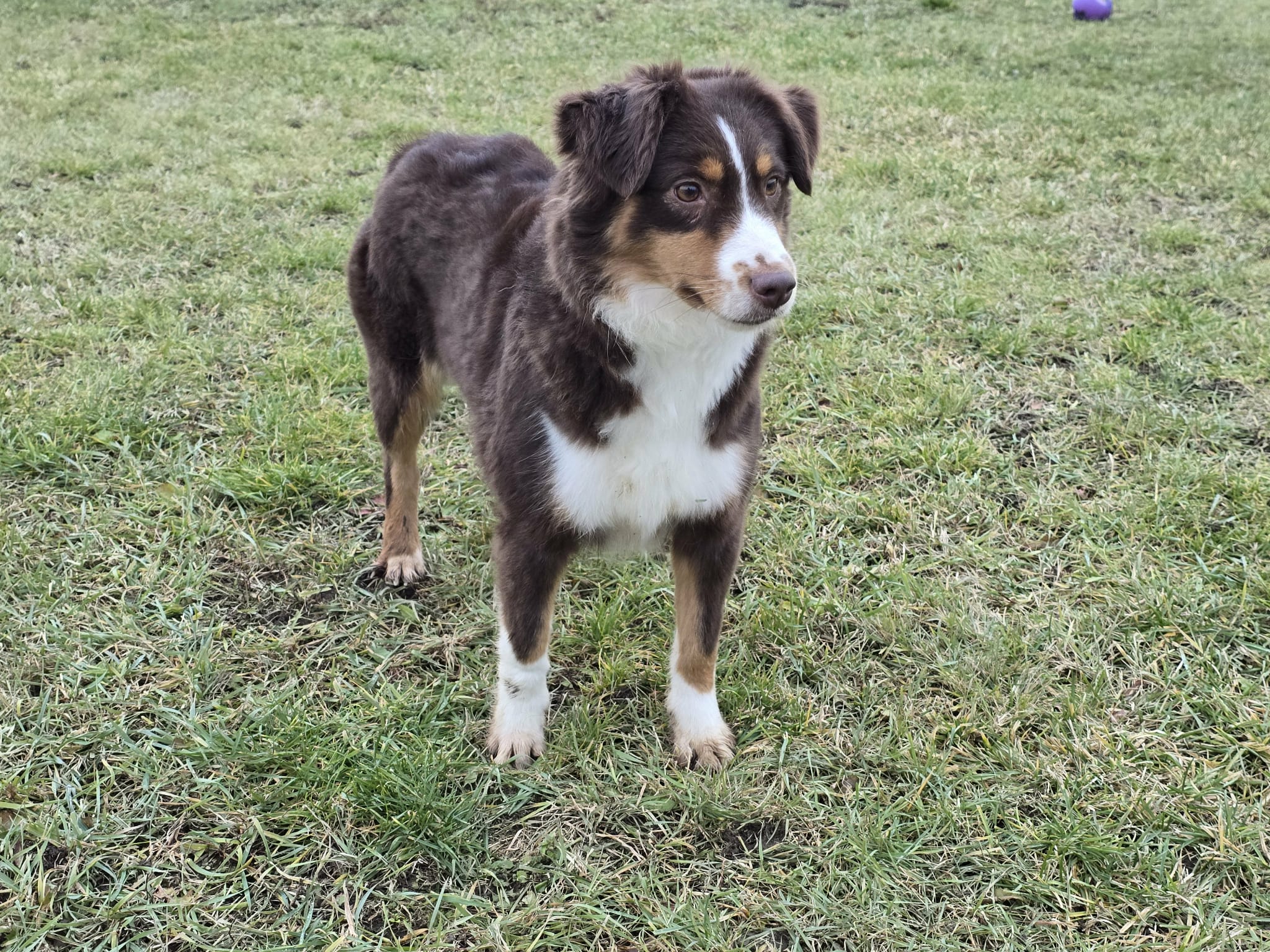 Star Adhjara Du Temple De Pales Star Adhjara Du Temple De Pales