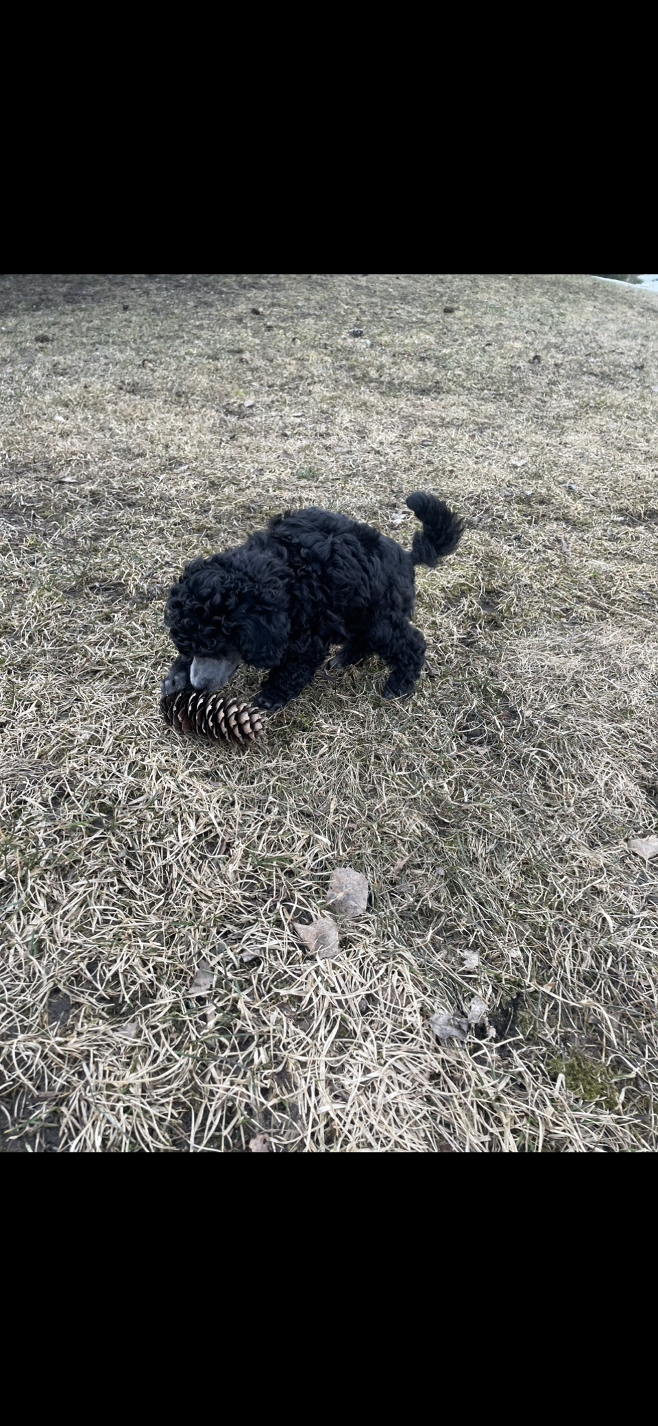 Cockhill Love me tender 