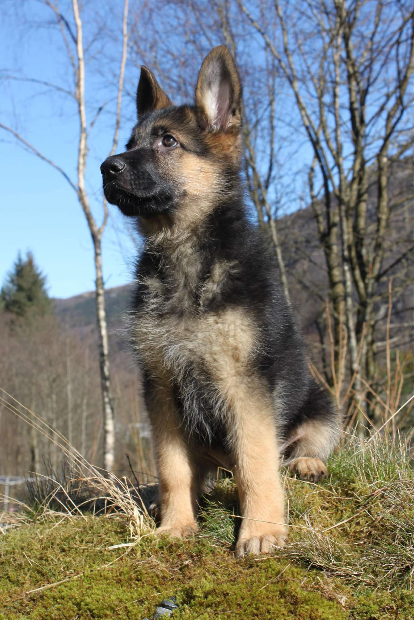 Skoglytrollets Gimmick Skoglytrollets Gimmick