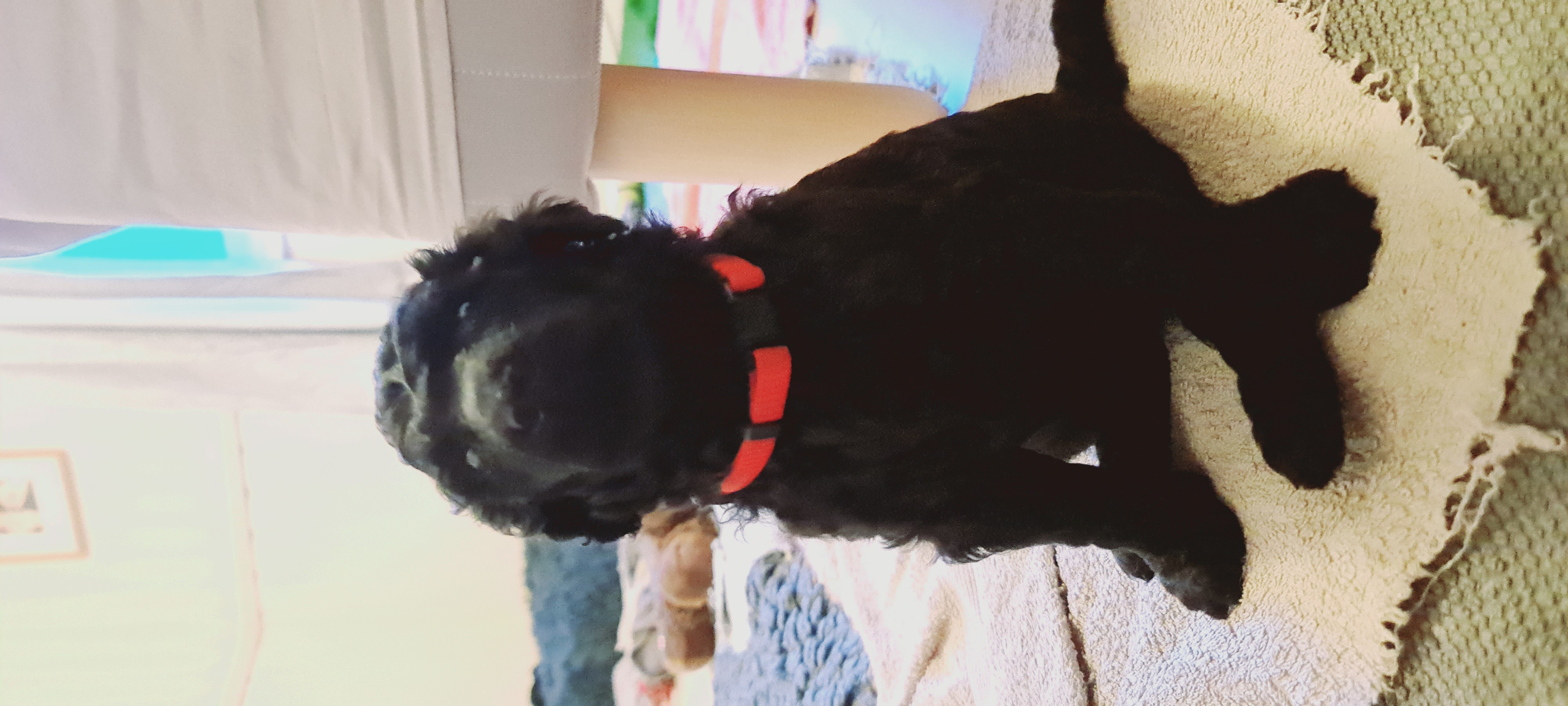 Krø'lella Vi'vil's Sateng 