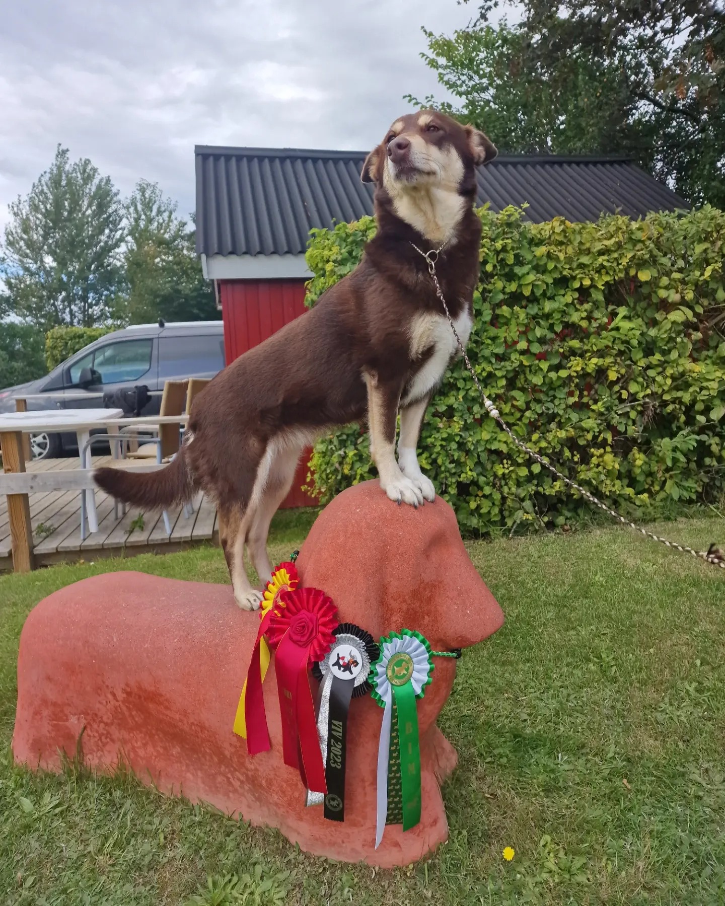 Onnekas Mercy Kakskyt Yks Onnekas Mercy Kakskyt Yks