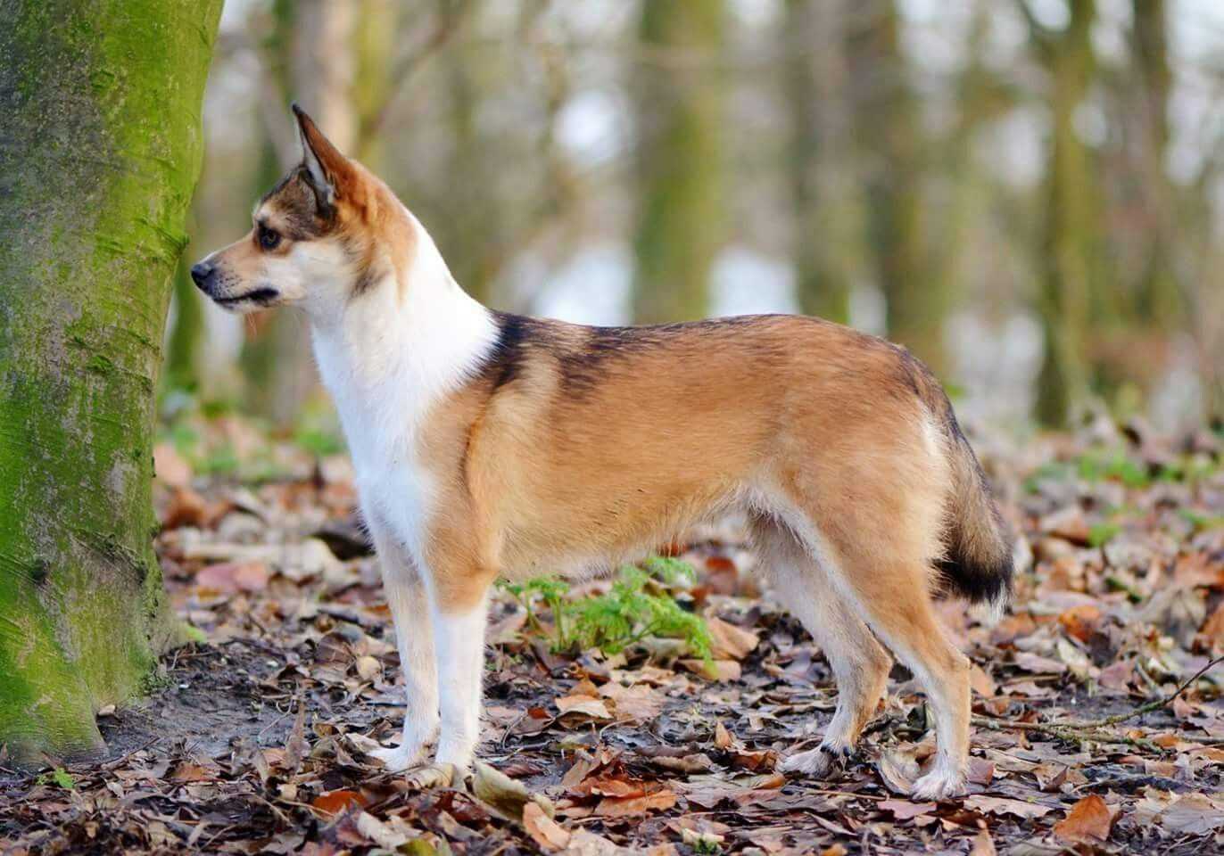 Norsk lundehund Norsk lundehund