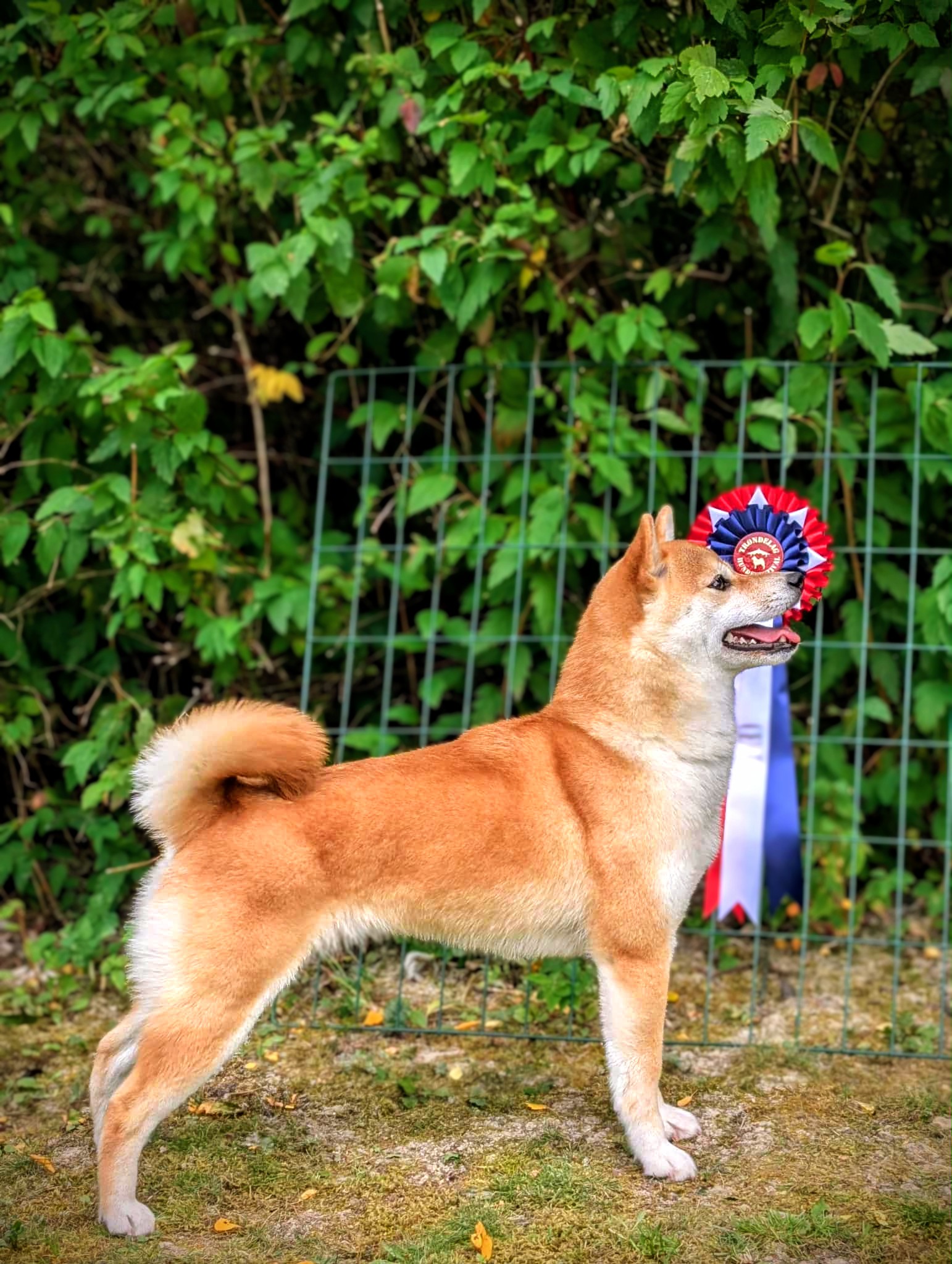 Østbylias Harmoniske Foxy Østbylias Harmoniske Foxy