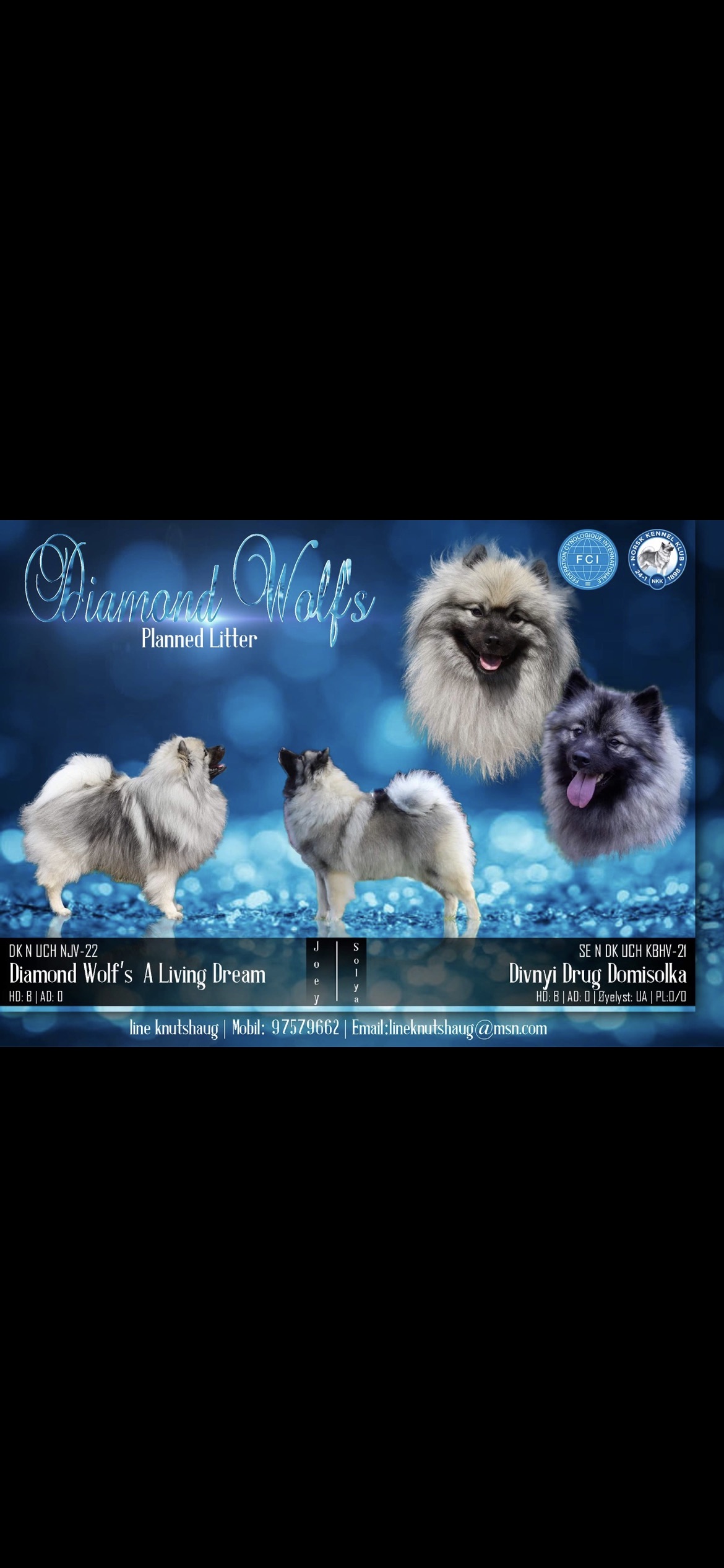 Diamond Wolf’S Diamond Wolf’S