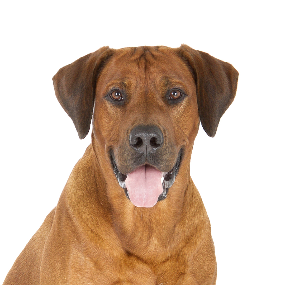 Rhodesian ridgeback Rhodesian ridgeback