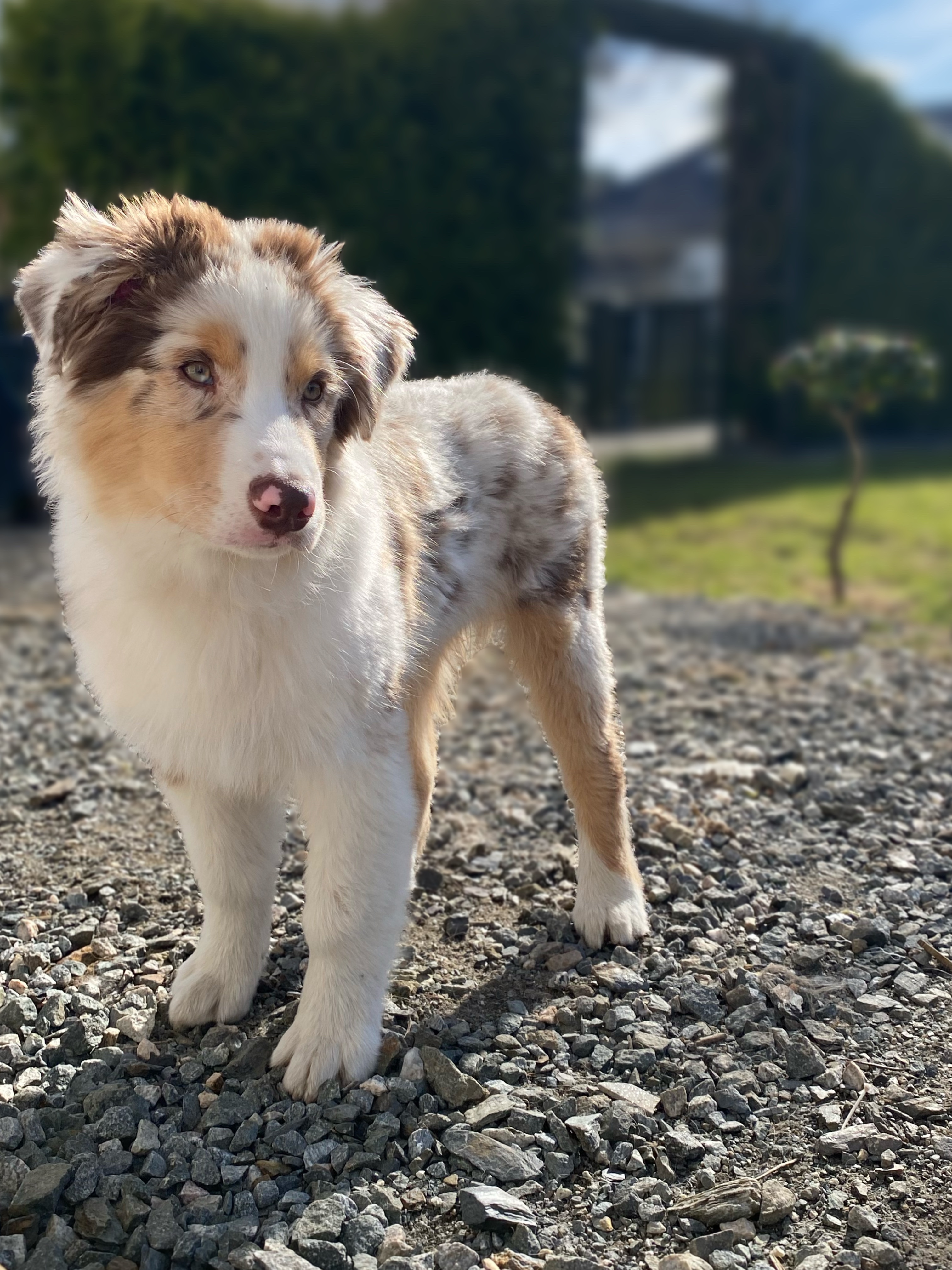 Jærkysten’s Oberst Jærkysten’s Oberst