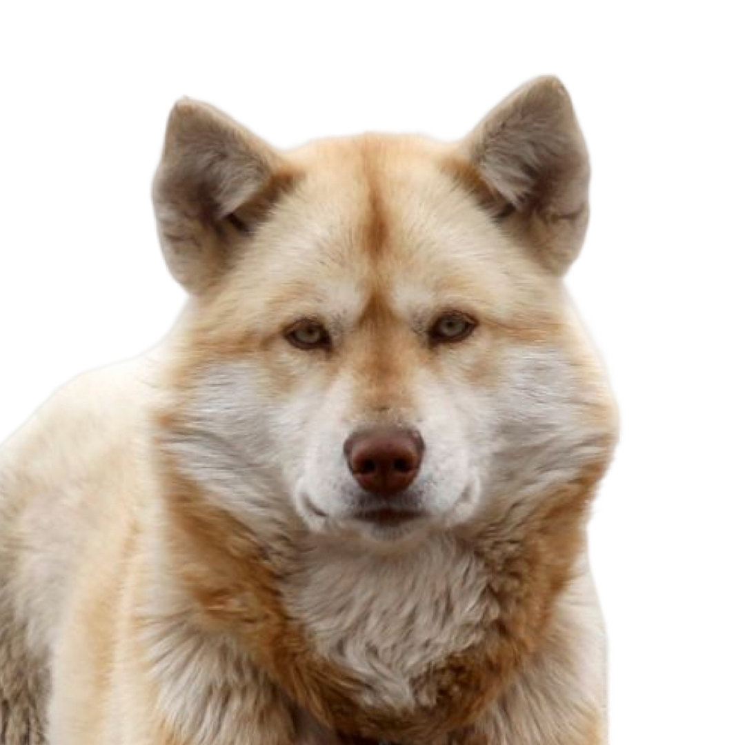 Grønlandshund Grønlandshund