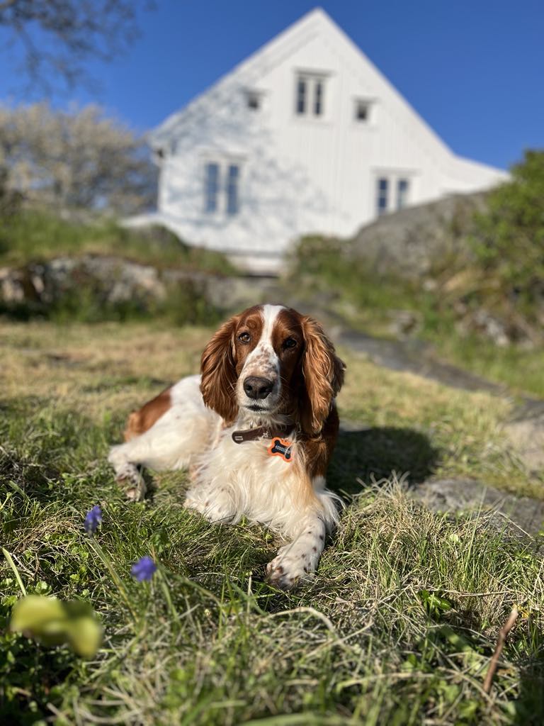 Moontorg's Fjolla Elma