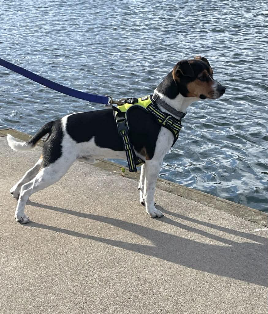 Halvskogen's Egon Olsen 