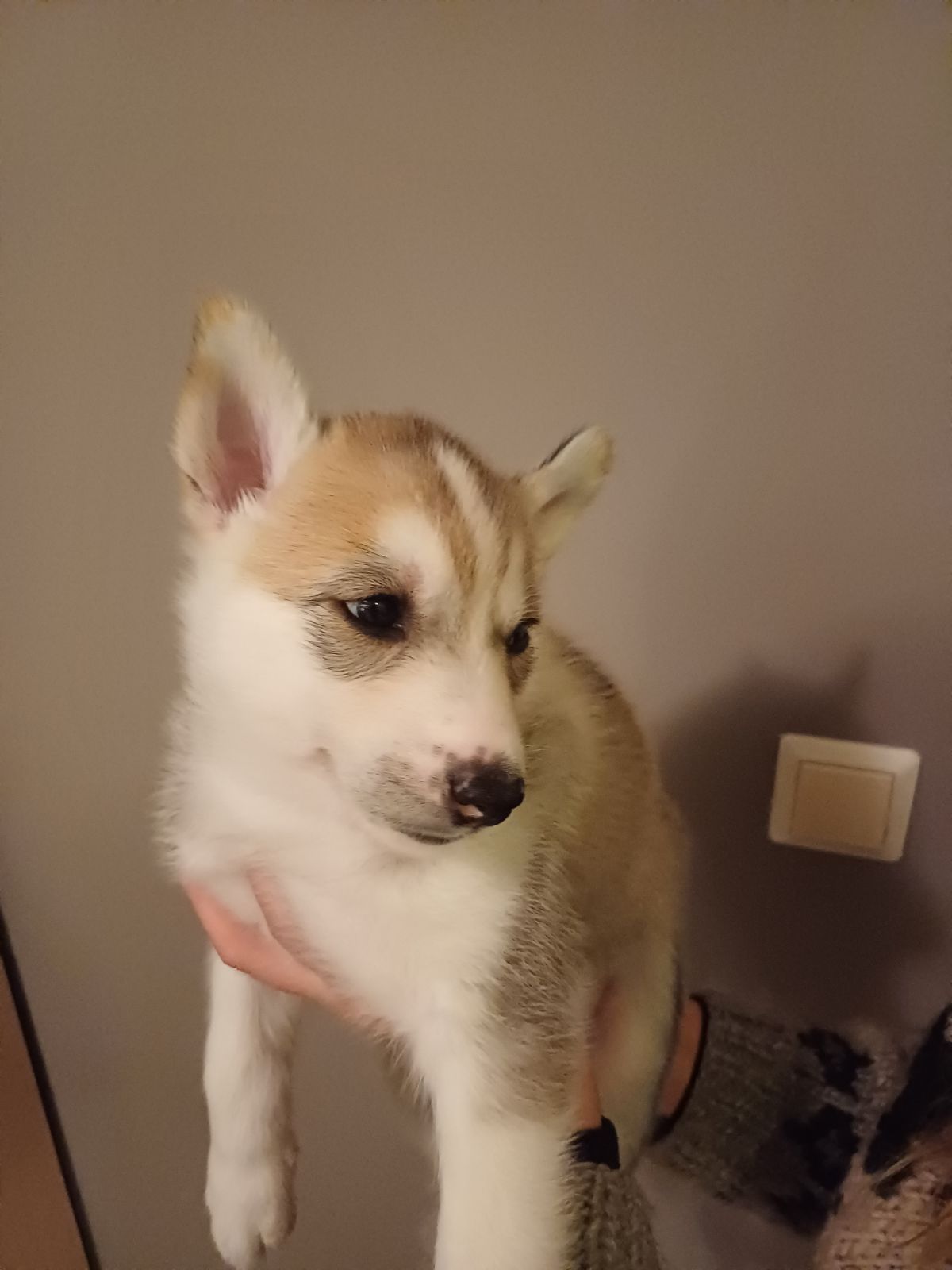 M&M' Glomma Skifer M&M' Glomma Skifer