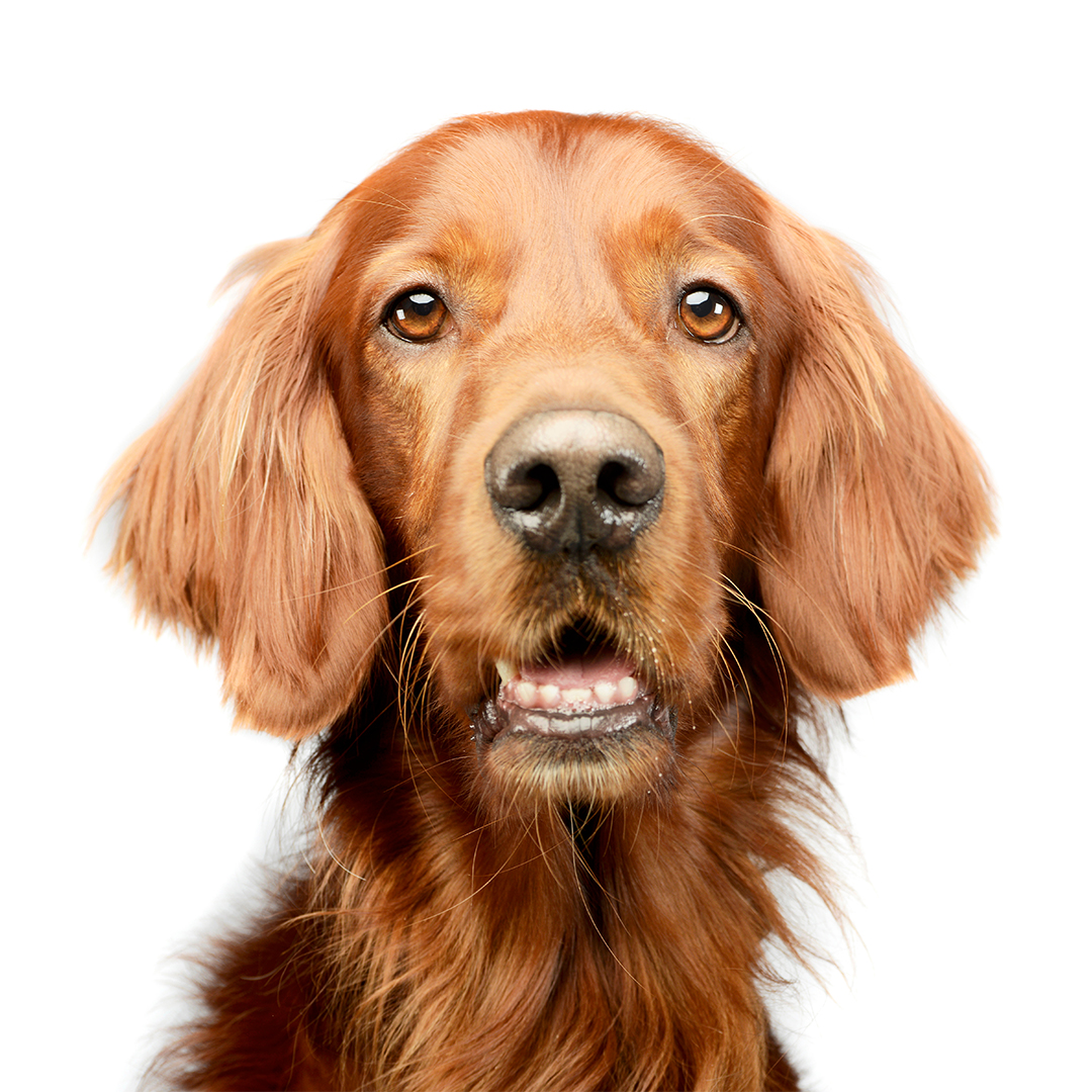 Irsk setter Irsk setter