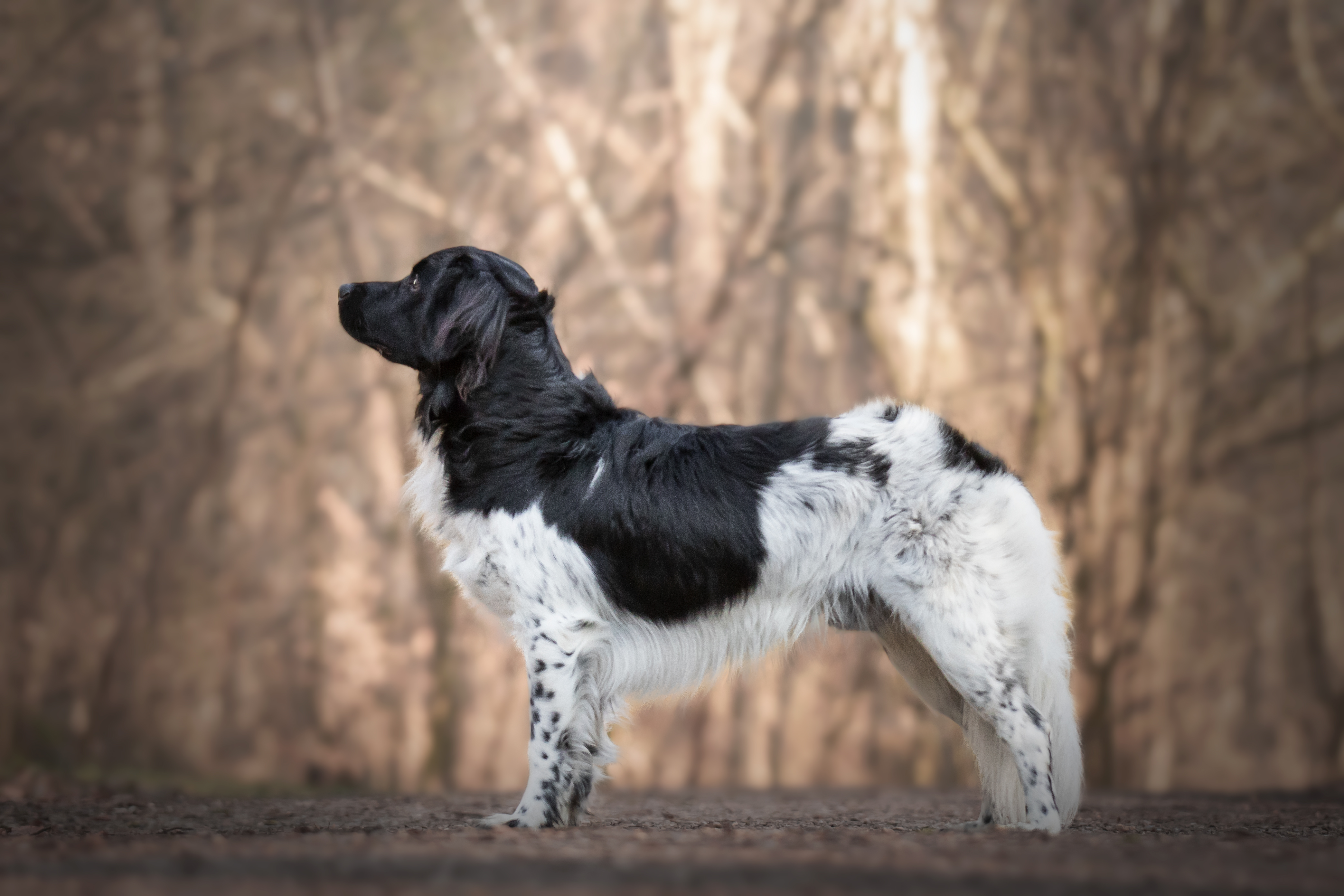 Ulvemosen Hunters Darwin