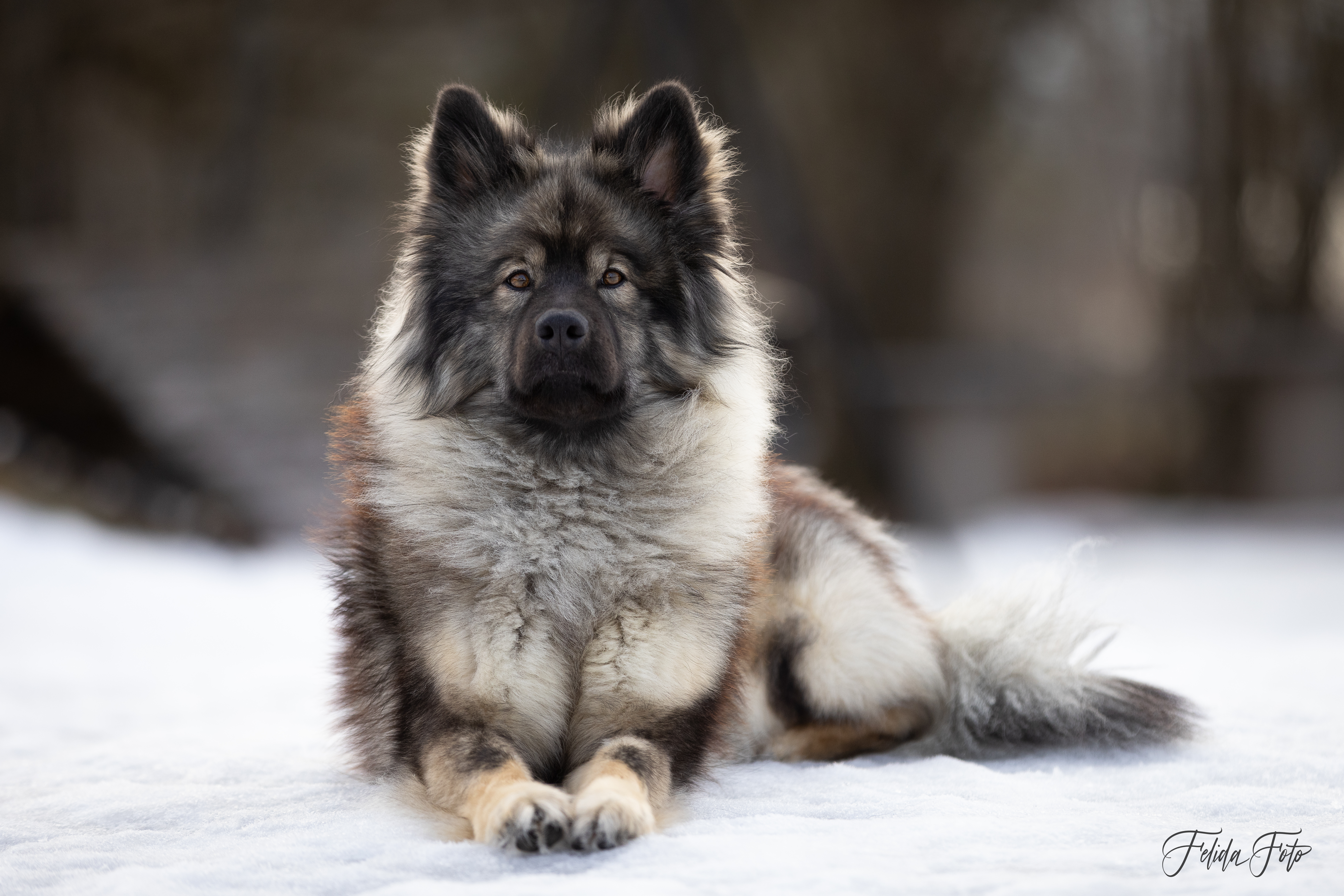 Nashira Star Av Tutta La Vita