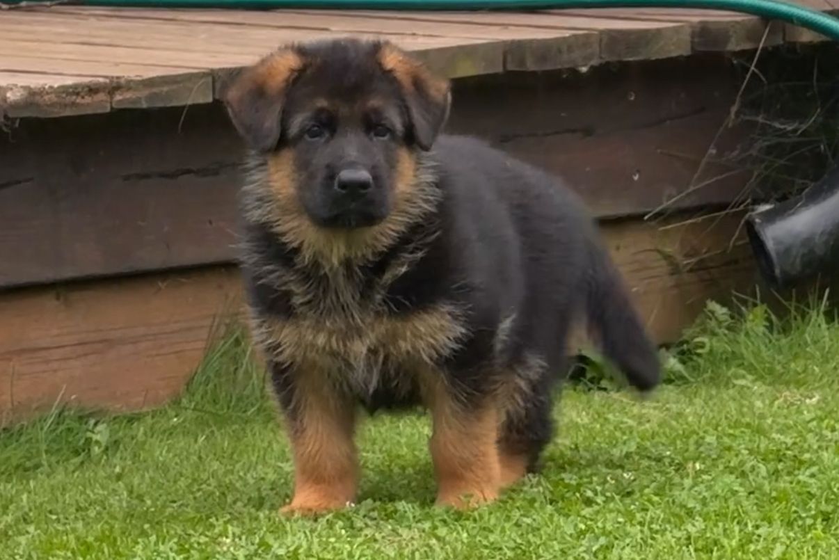 Ø(2)-kullet Ø(2)-kullet