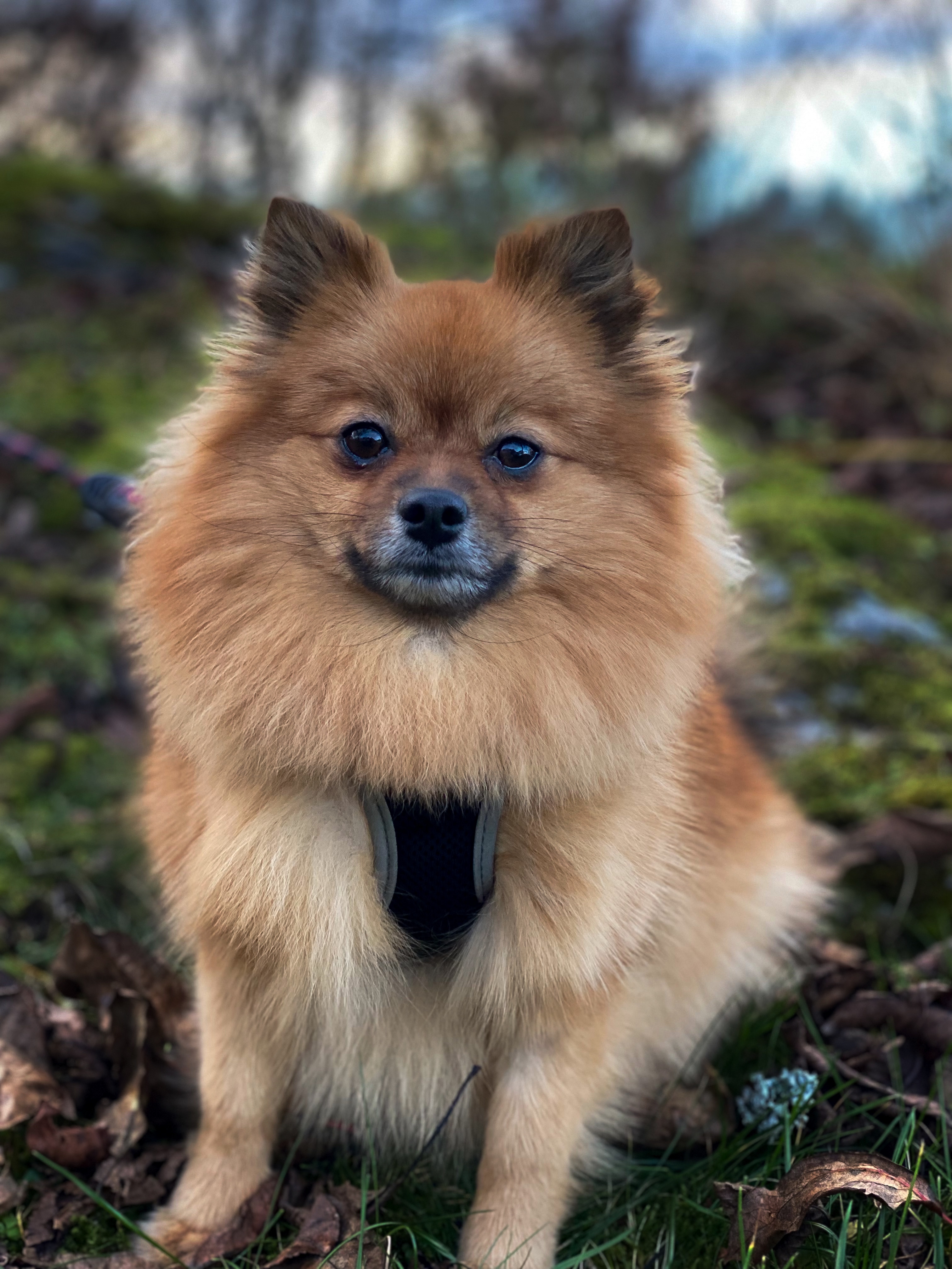 Zippora Magic Kiss Tiana Zippora Magic Kiss Tiana