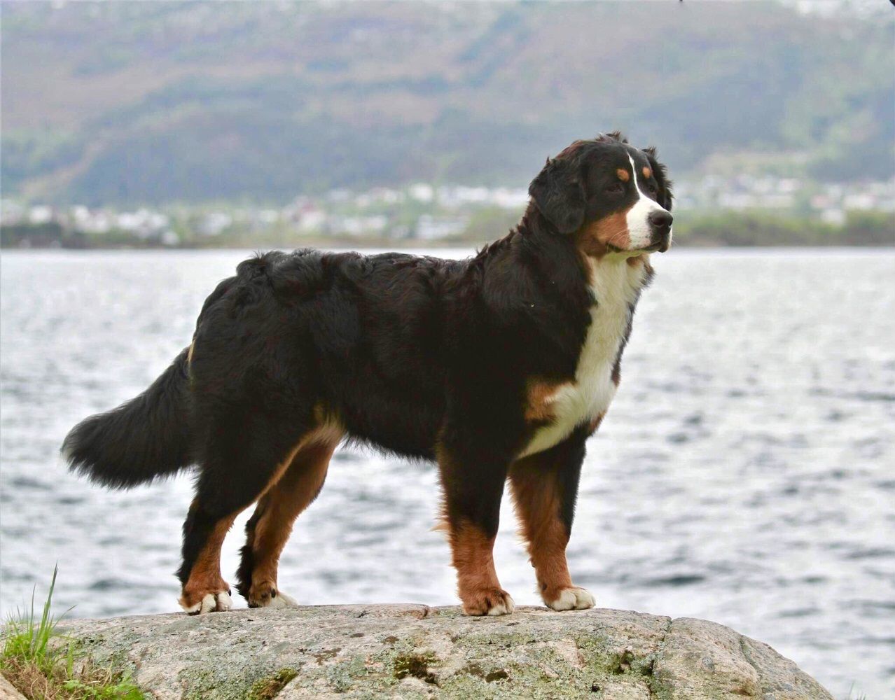 Dynamic image Dynamic image