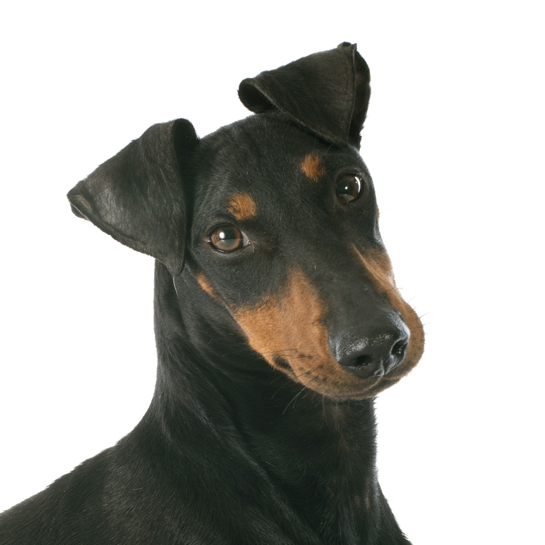 Manchester terrier