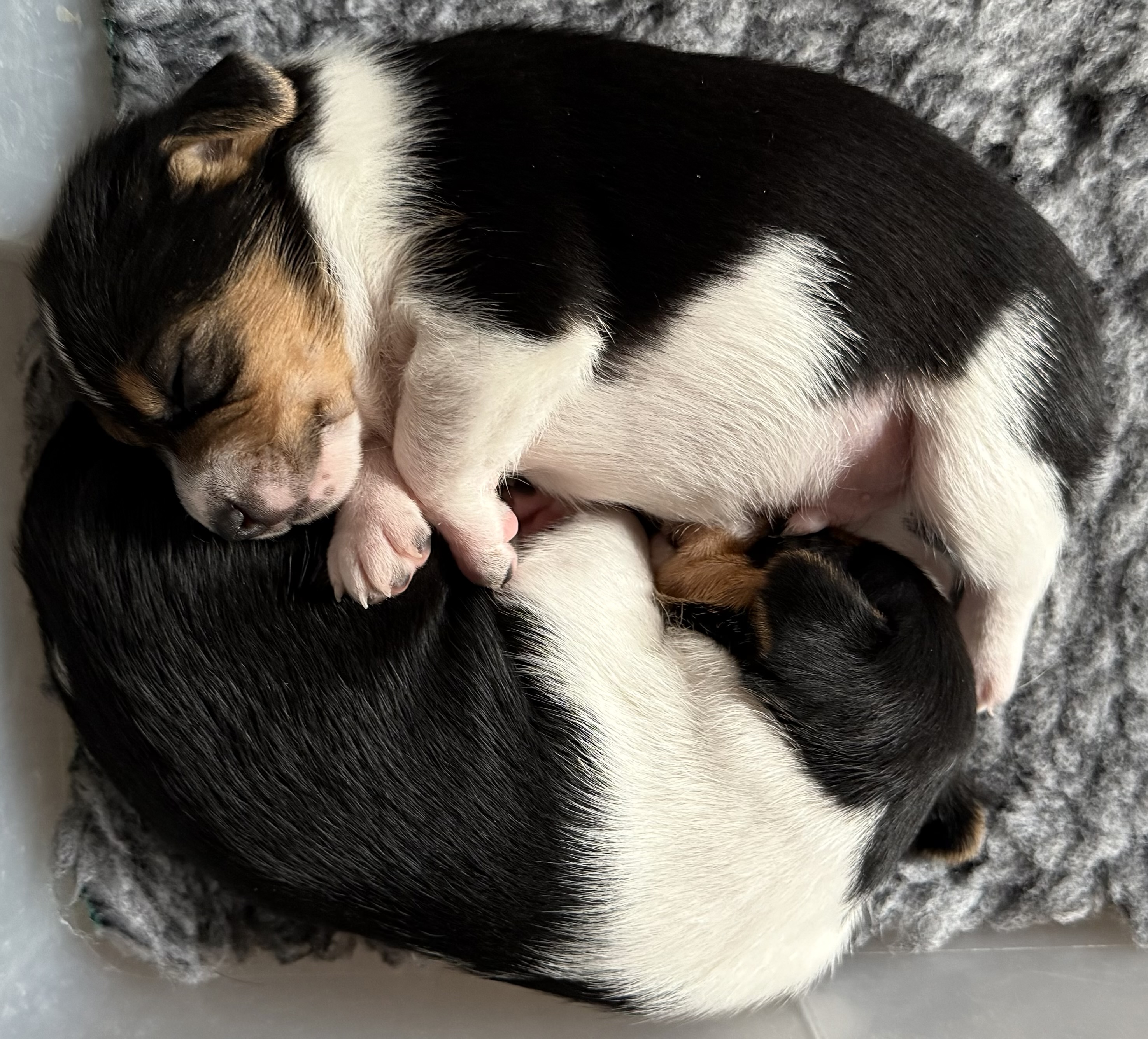 Dina Aspelund Wisnes