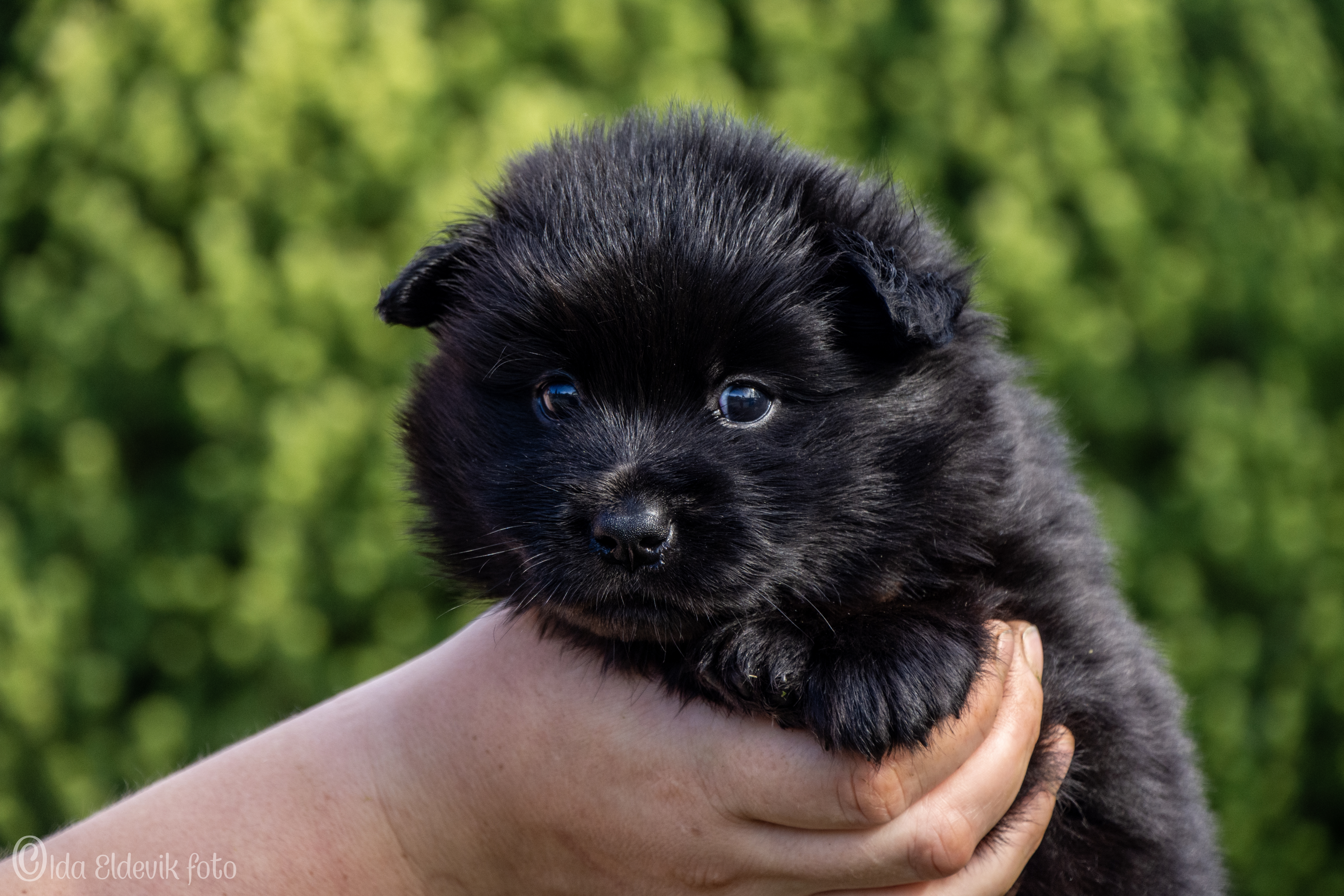 Àrbbola's Isvend Àrbbola's Isvend