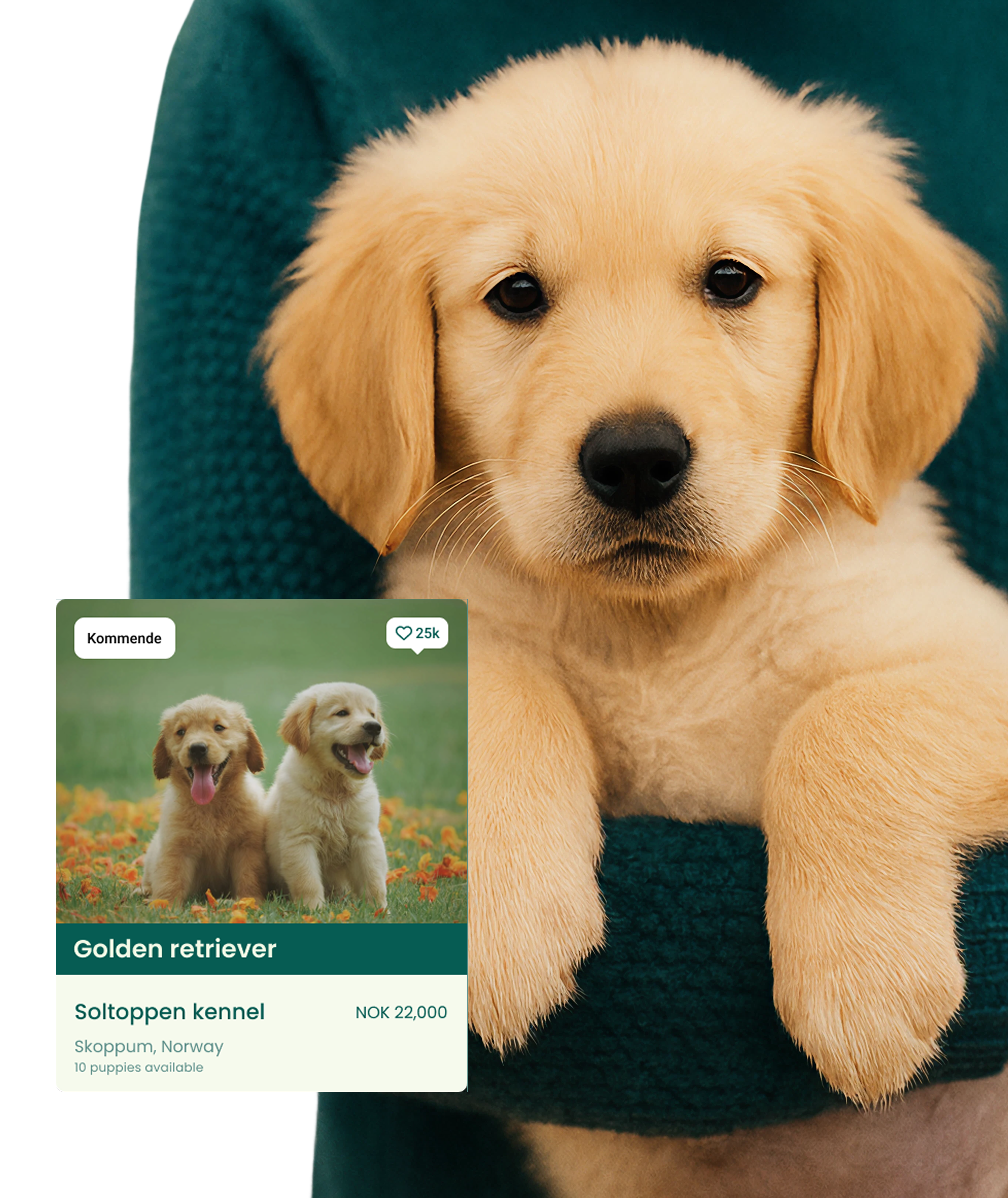 Finn din bestevenn – trygt og enkelt.