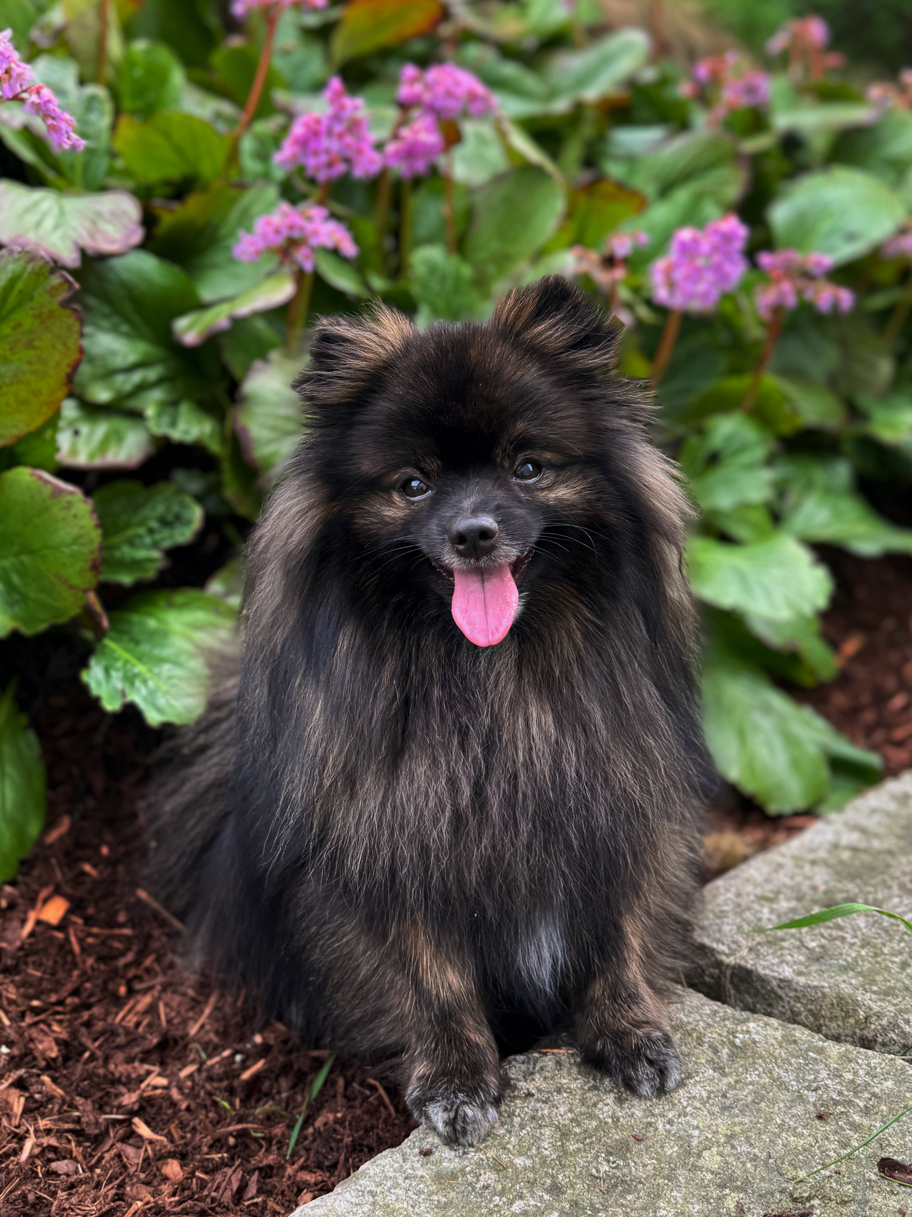 Sachairi’s Joy Sachairi’s Joy