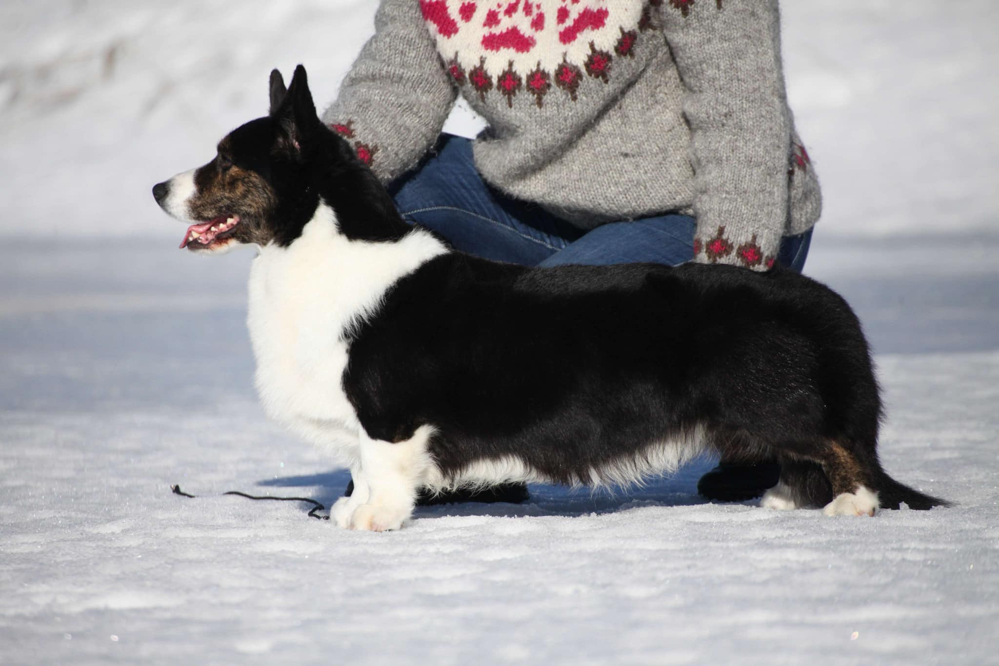 Analog CC Fatal Attraction Analog CC Fatal Attraction