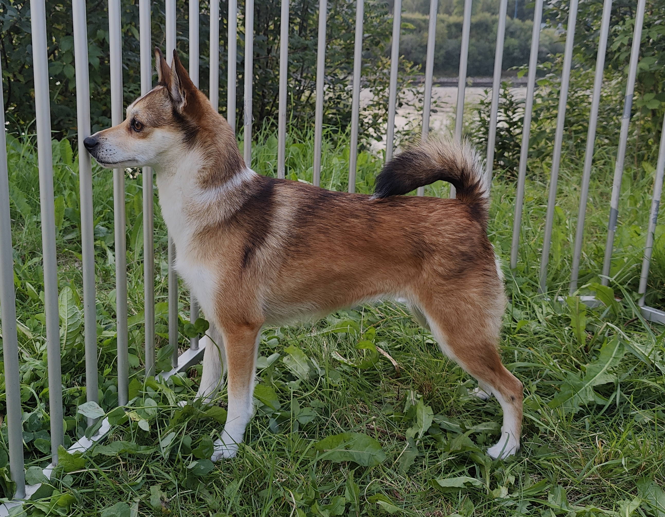 Pride Of Norway's Dew By Finnen Pride Of Norway's Dew By Finnen