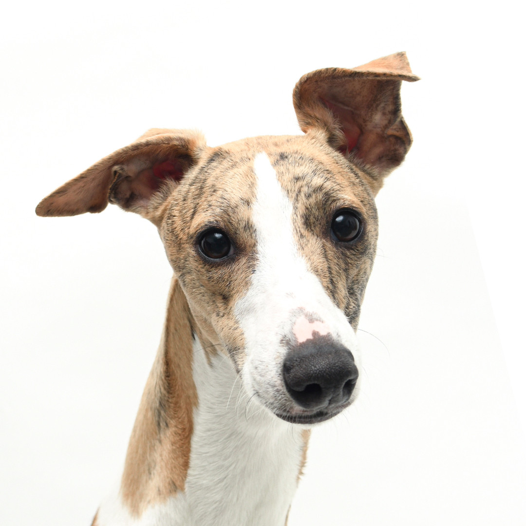 Whippet Whippet