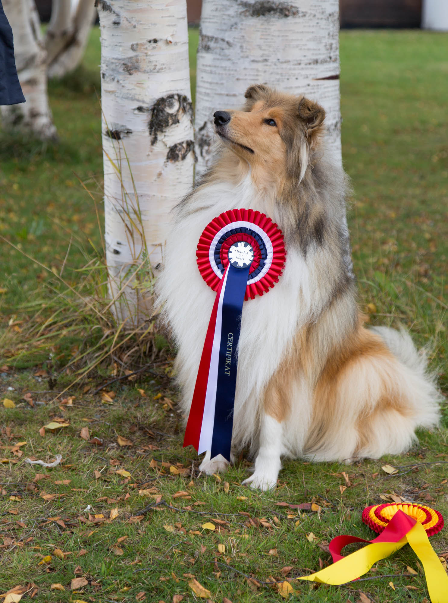 Kidevias Bright Gold Kidevias Bright Gold