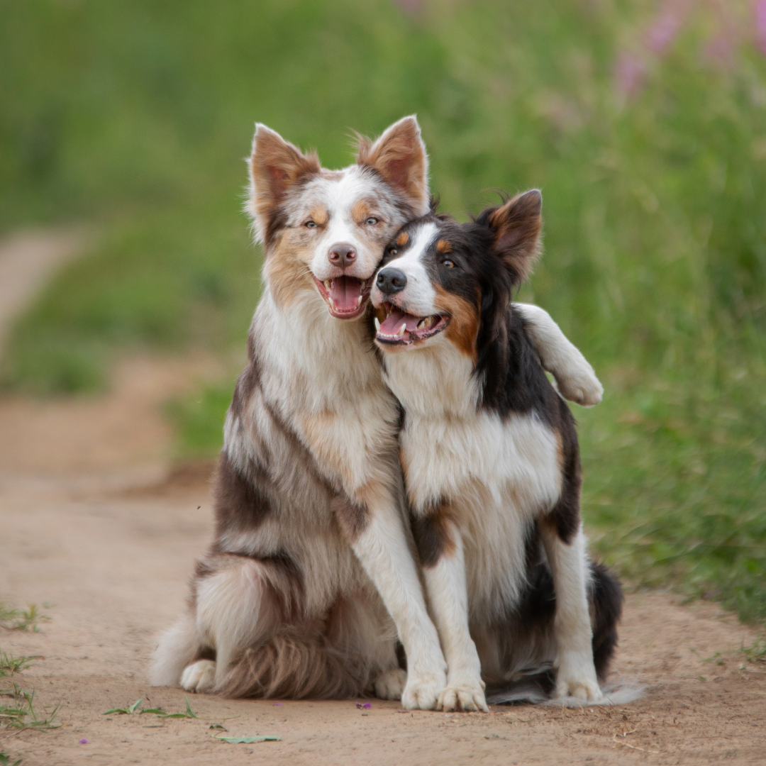 NYHET! Nye samarbeidspartnere!