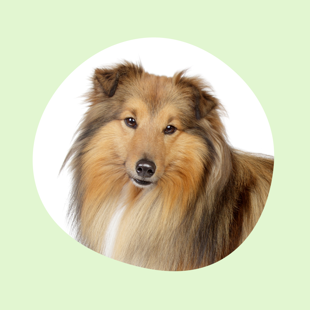 Legg til dine avlshunder