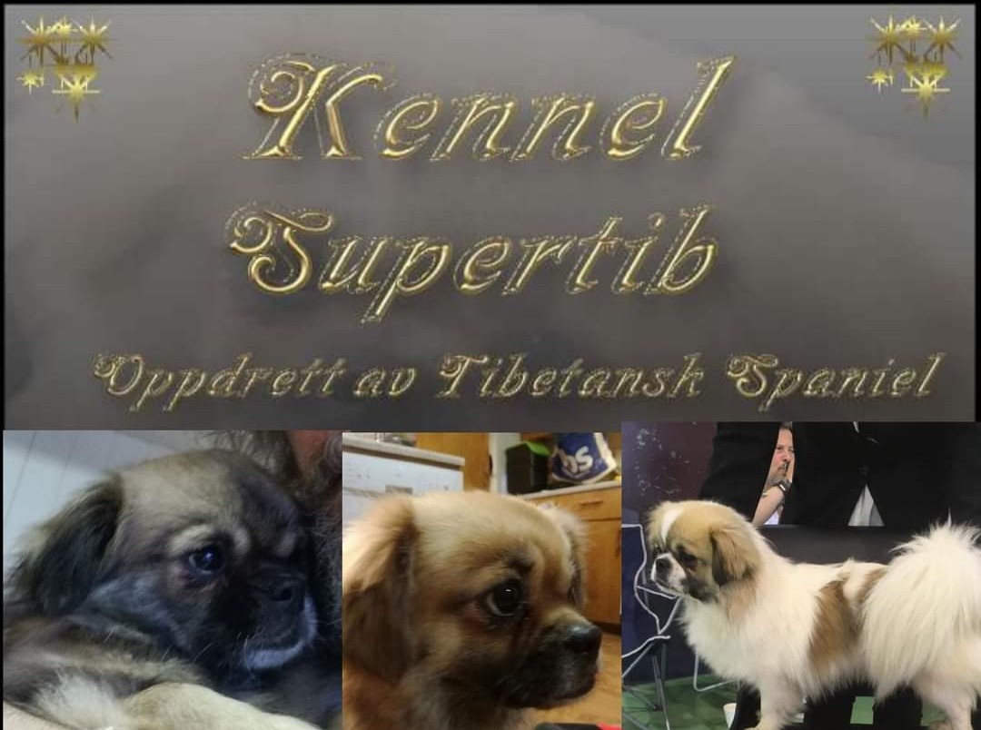 Supertib's Supertib's