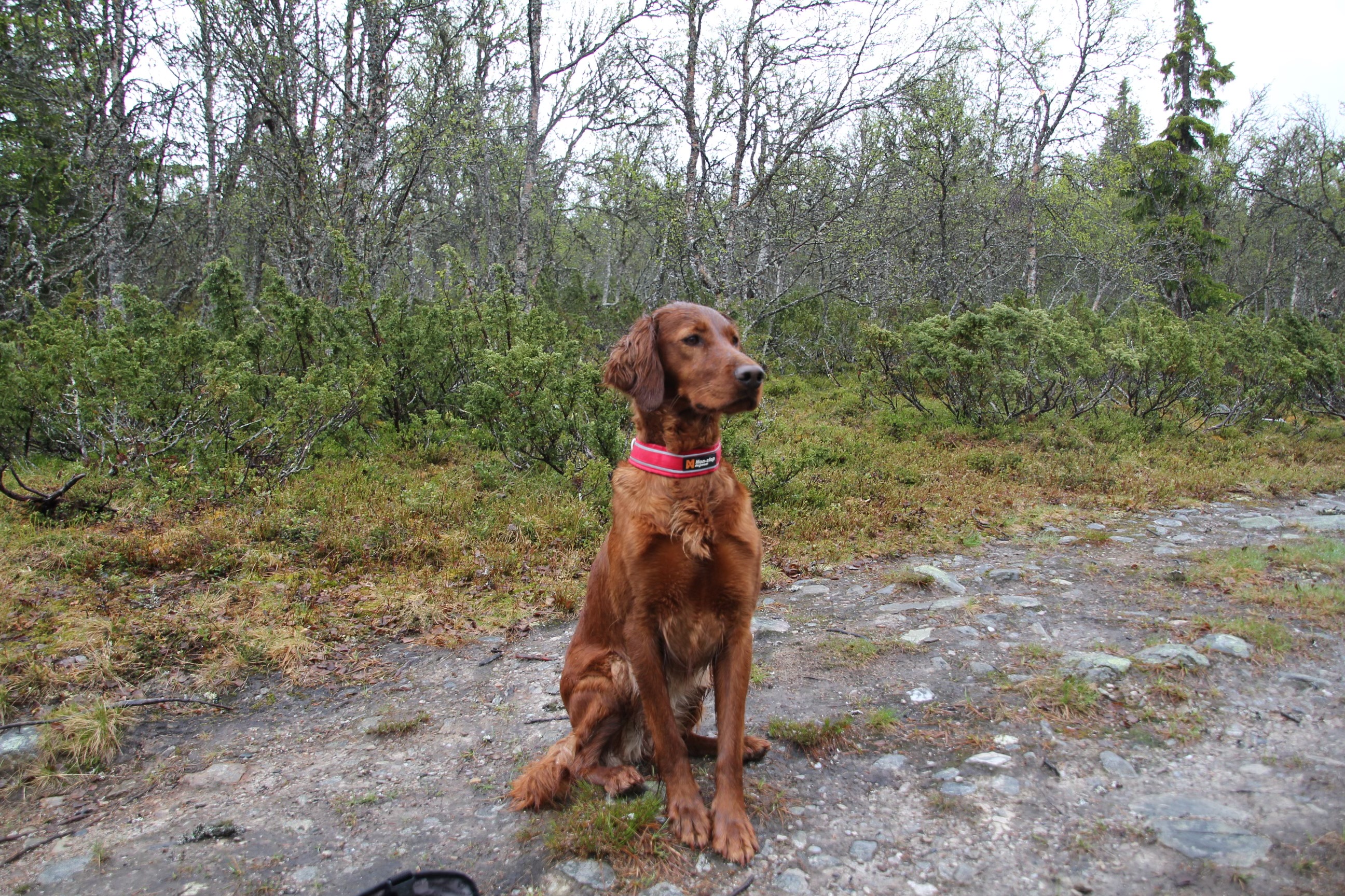 Lyngtrolla's Si Madam Mim Lyngtrolla's Si Madam Mim