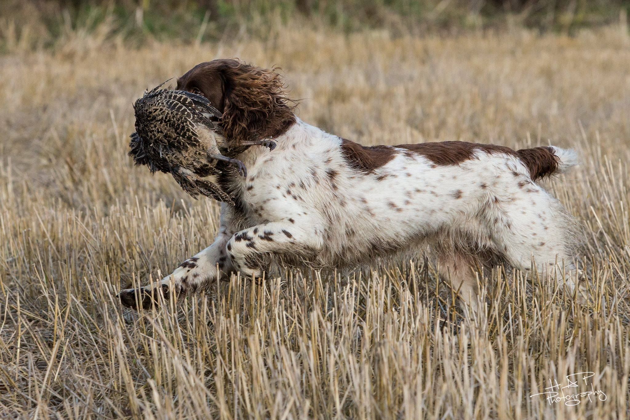 Porsmark kennel Porsmark kennel