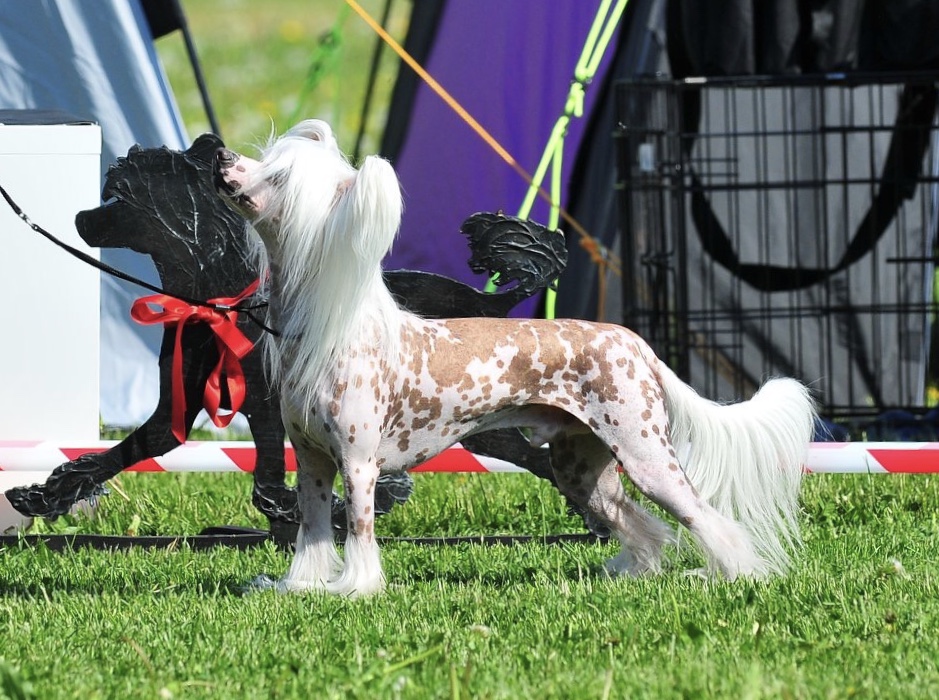 Jazz - No CH Se CH Jean Dark Nevermind Jazz - No CH Se CH Jean Dark Nevermind