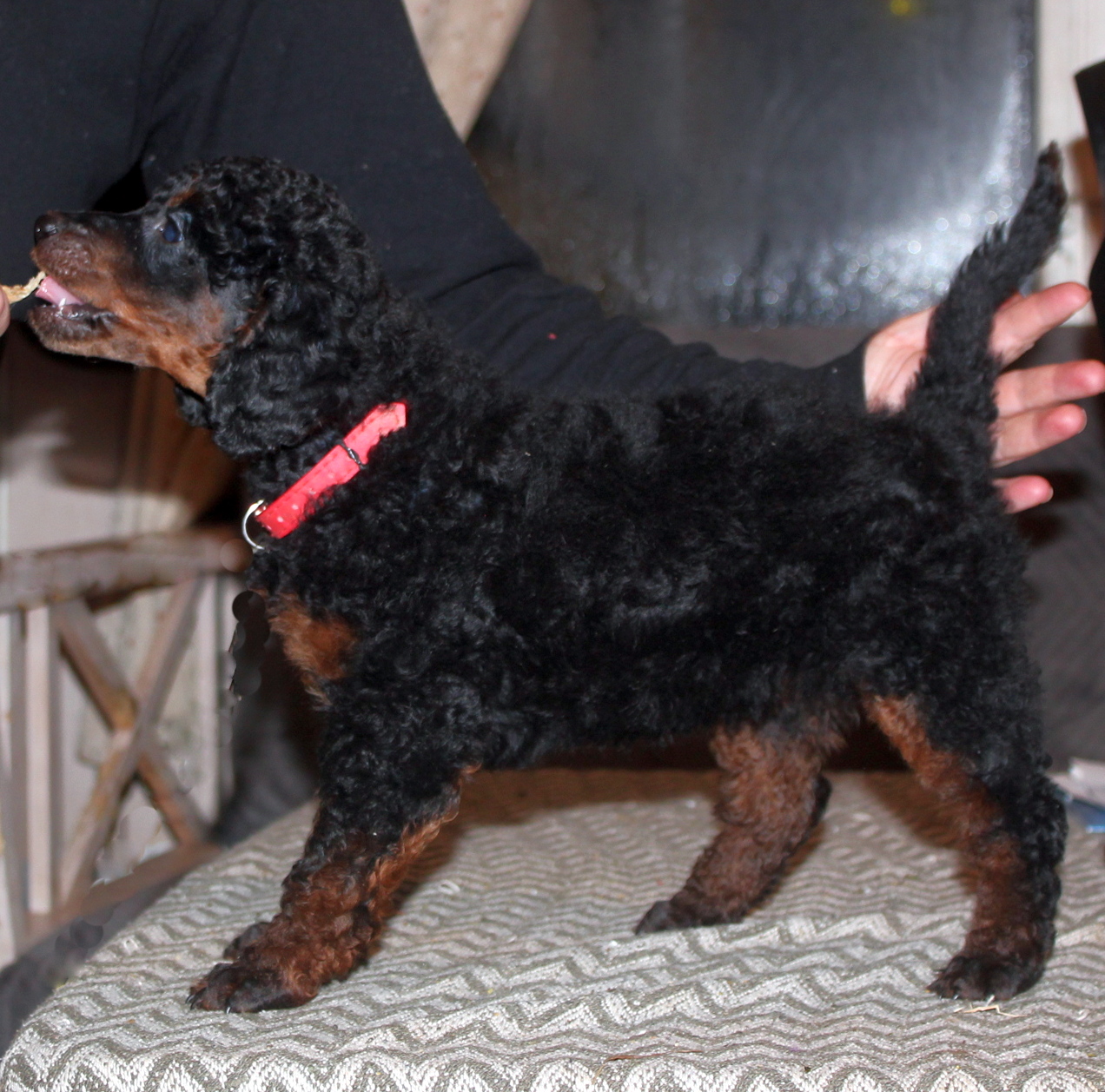 A........ DREAM IN COLOURS (rødt halsbånd)