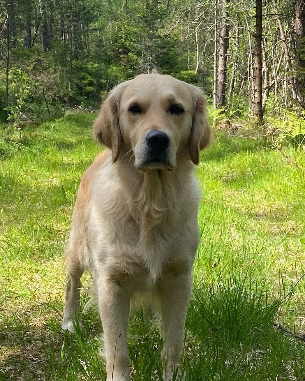 RL1 Hesjedalgarden’s Karamell RL1 Hesjedalgarden’s Karamell