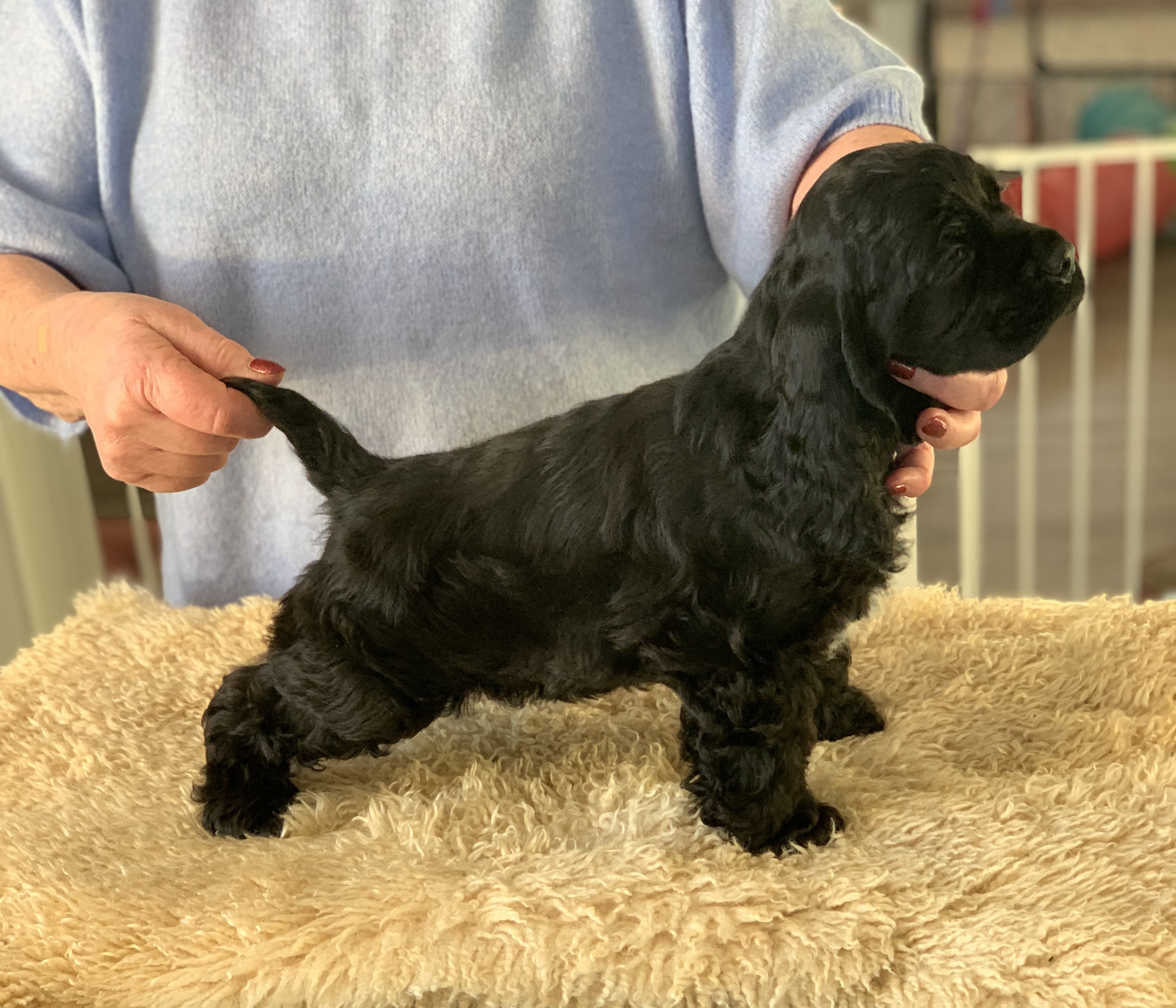 Gazette’s Ace of Spades Gazette’s Ace of Spades