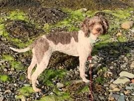 Hundhuset's Mopi Hundhuset's Mopi