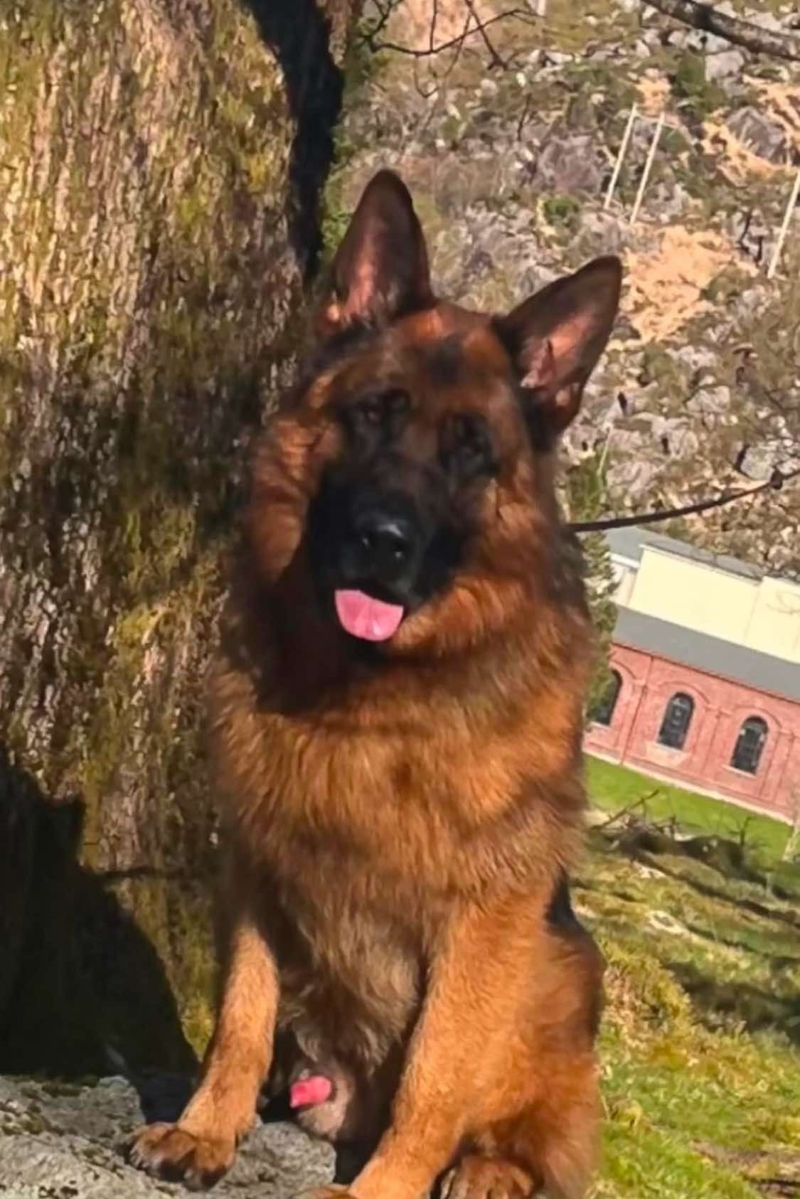 AD BH WB IGP1 kkl Rallarbos Ivan AD BH WB IGP1 kkl Rallarbos Ivan