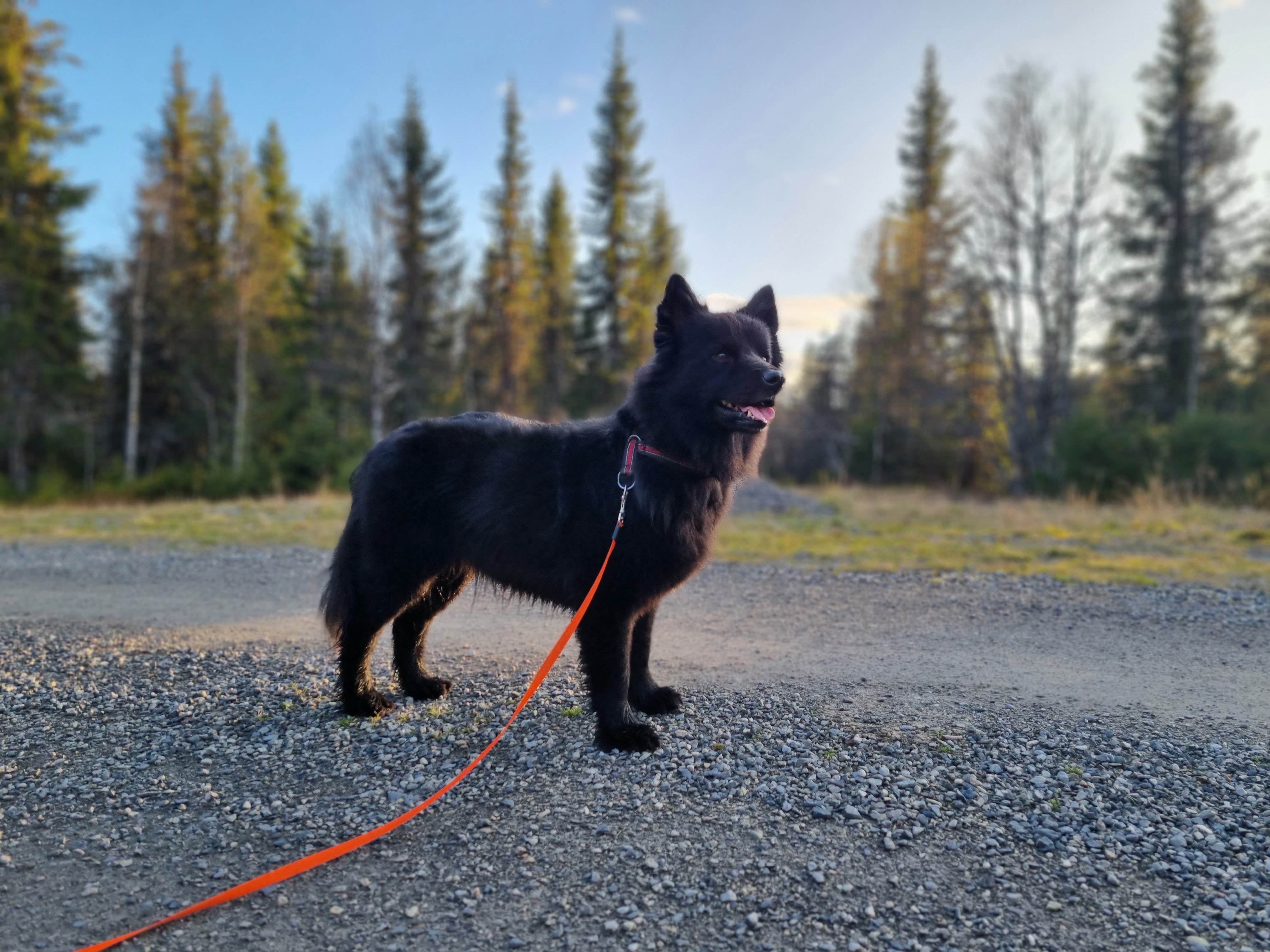 N uch Ditto Bearas Beana N uch Ditto Bearas Beana