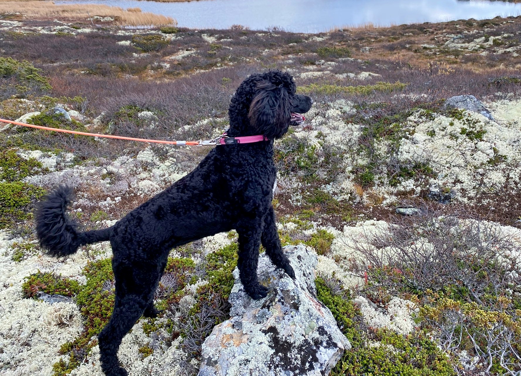 Lucky Dream Lucky Dream