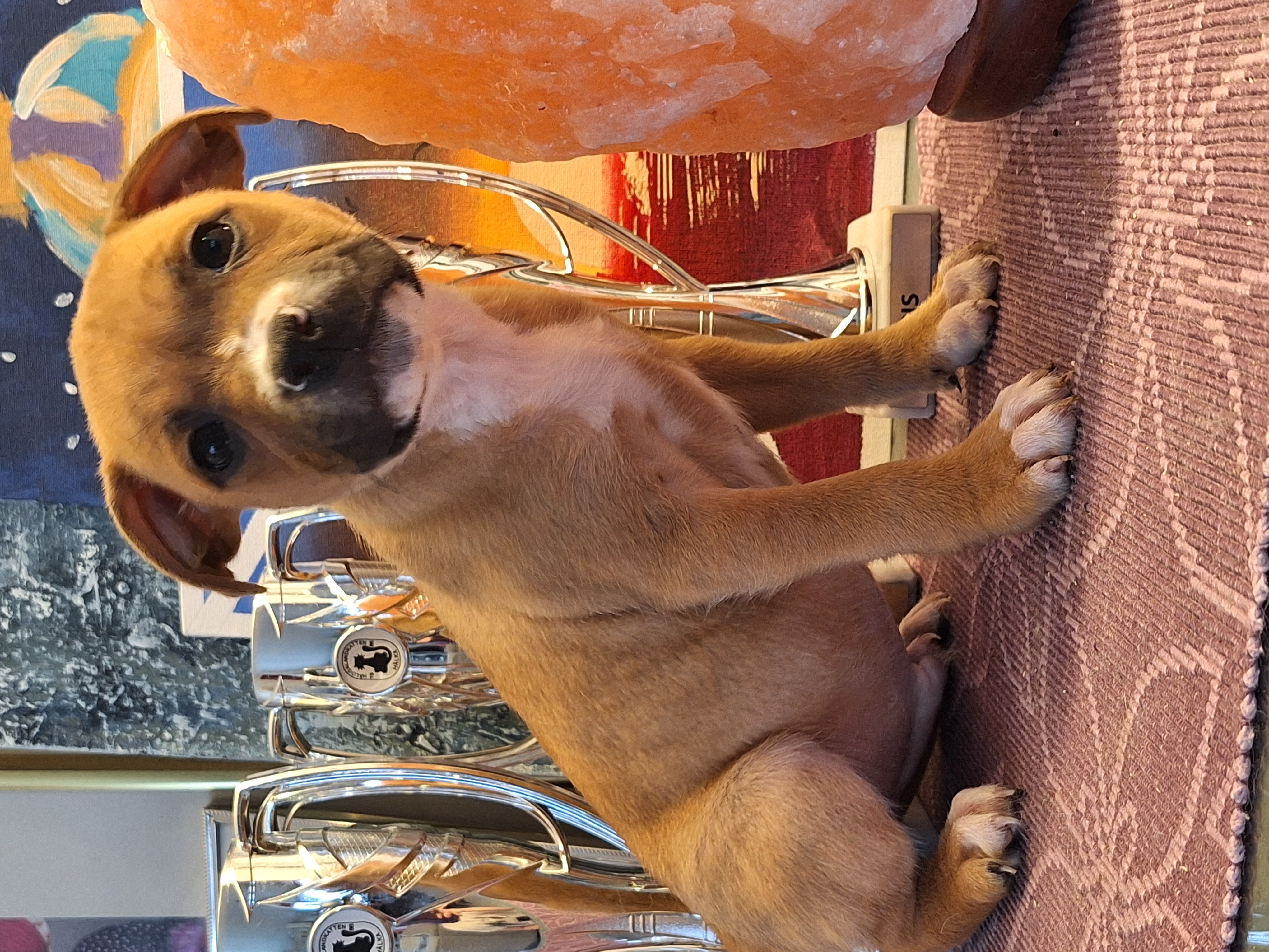 Staffordshire bull terier siste gutt i Finnmark. 