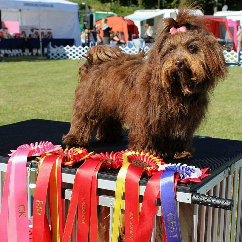 Wysteria's Faith Trust & Pixie Dust Wysteria's Faith Trust & Pixie Dust