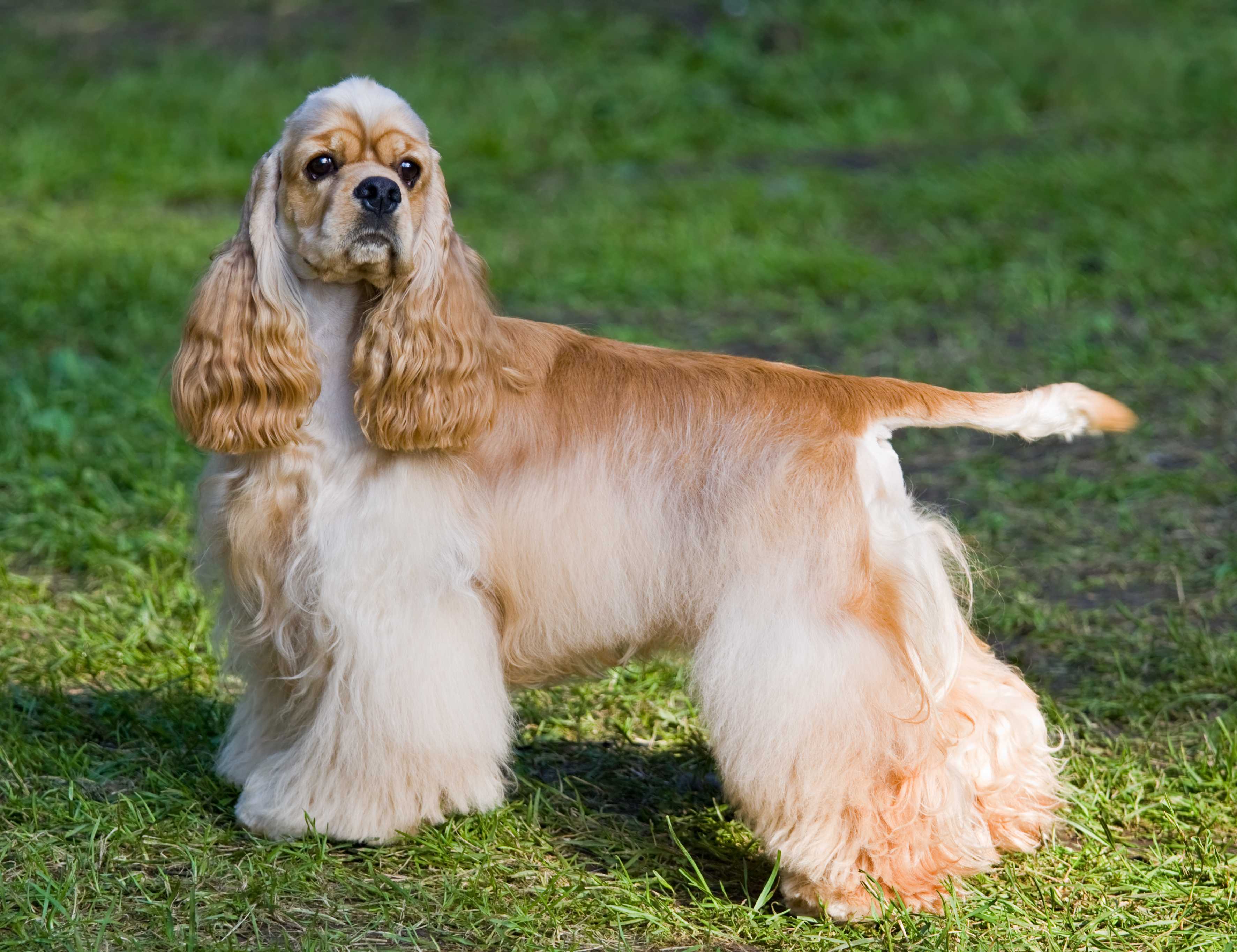 Amerikansk cocker spaniel Amerikansk cocker spaniel