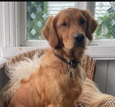 Den gyldne hales Albertine Den gyldne hales Albertine