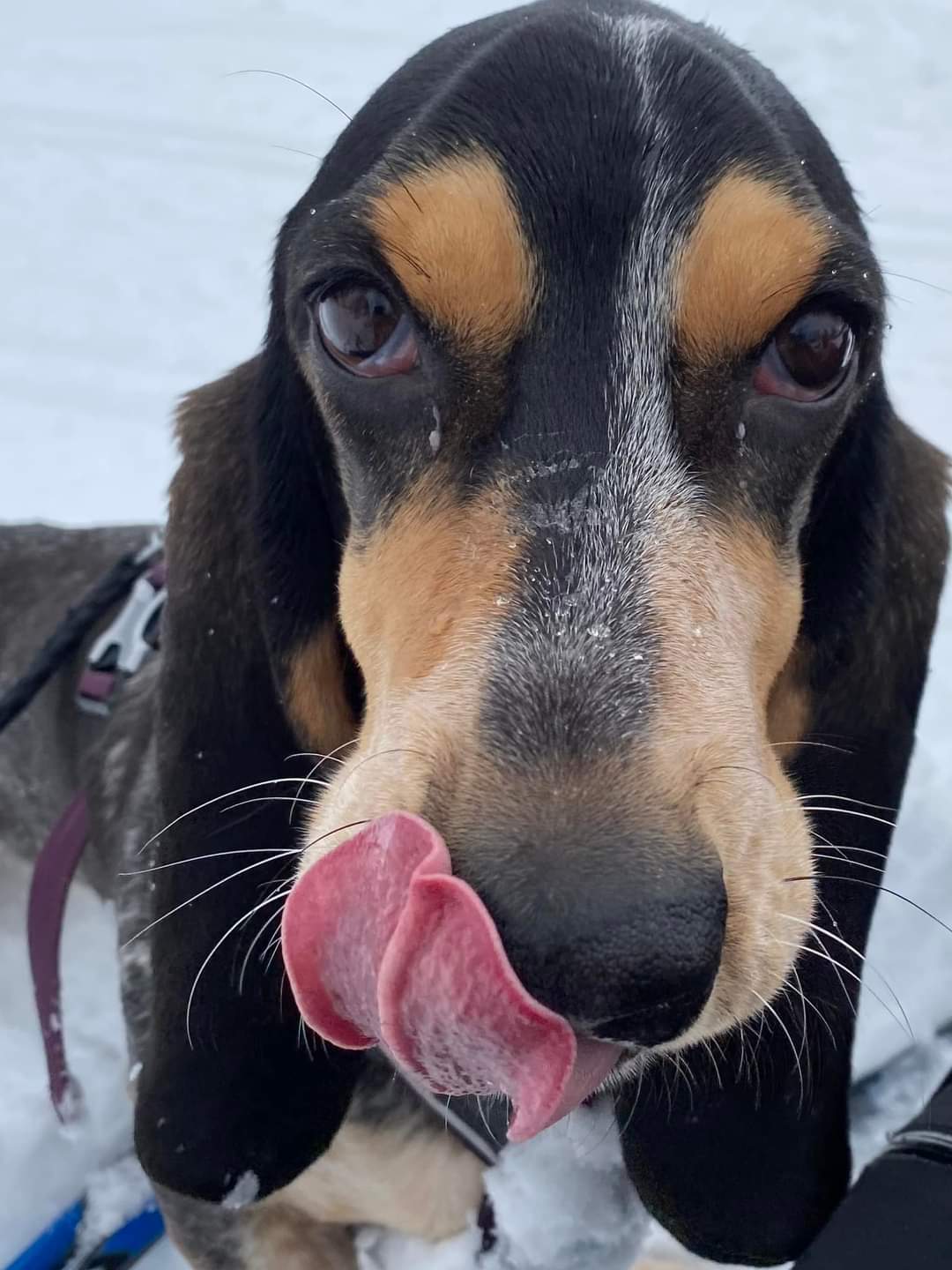 Larissa d'An Naoned Larissa d'An Naoned